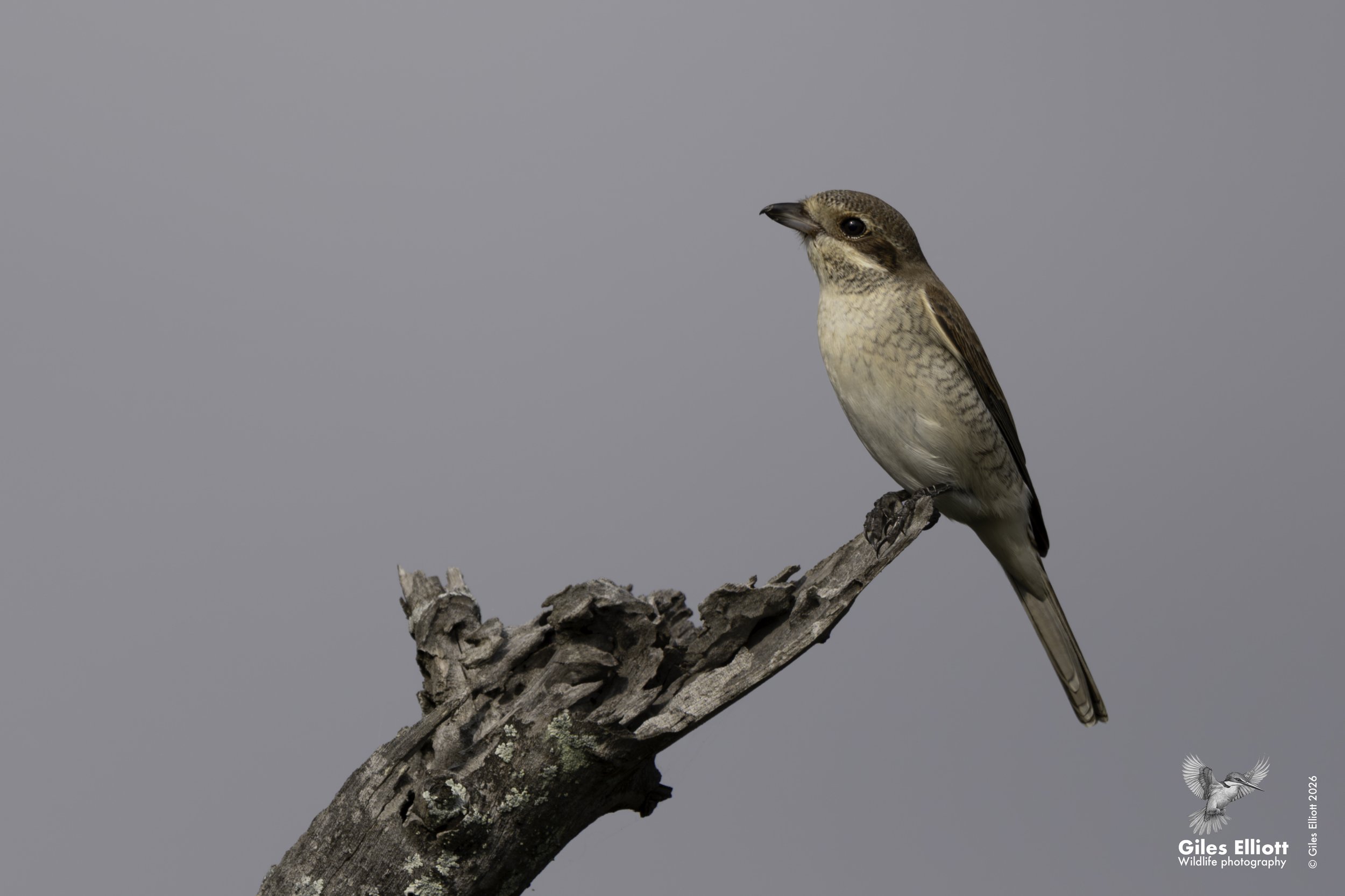 Red-backed shrike
