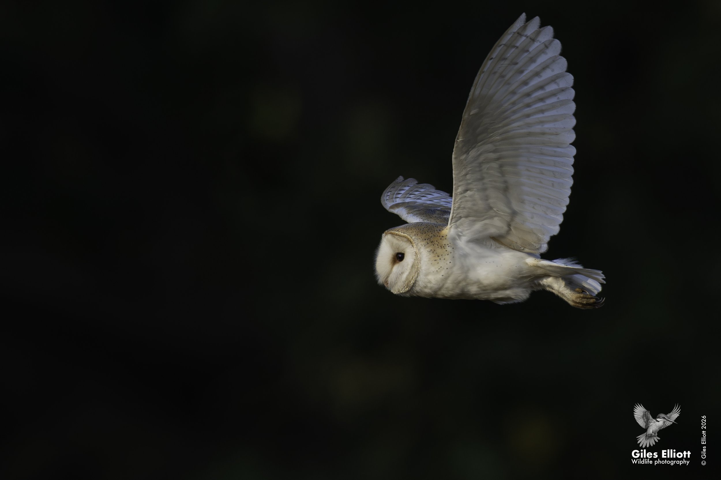 Barn owl
