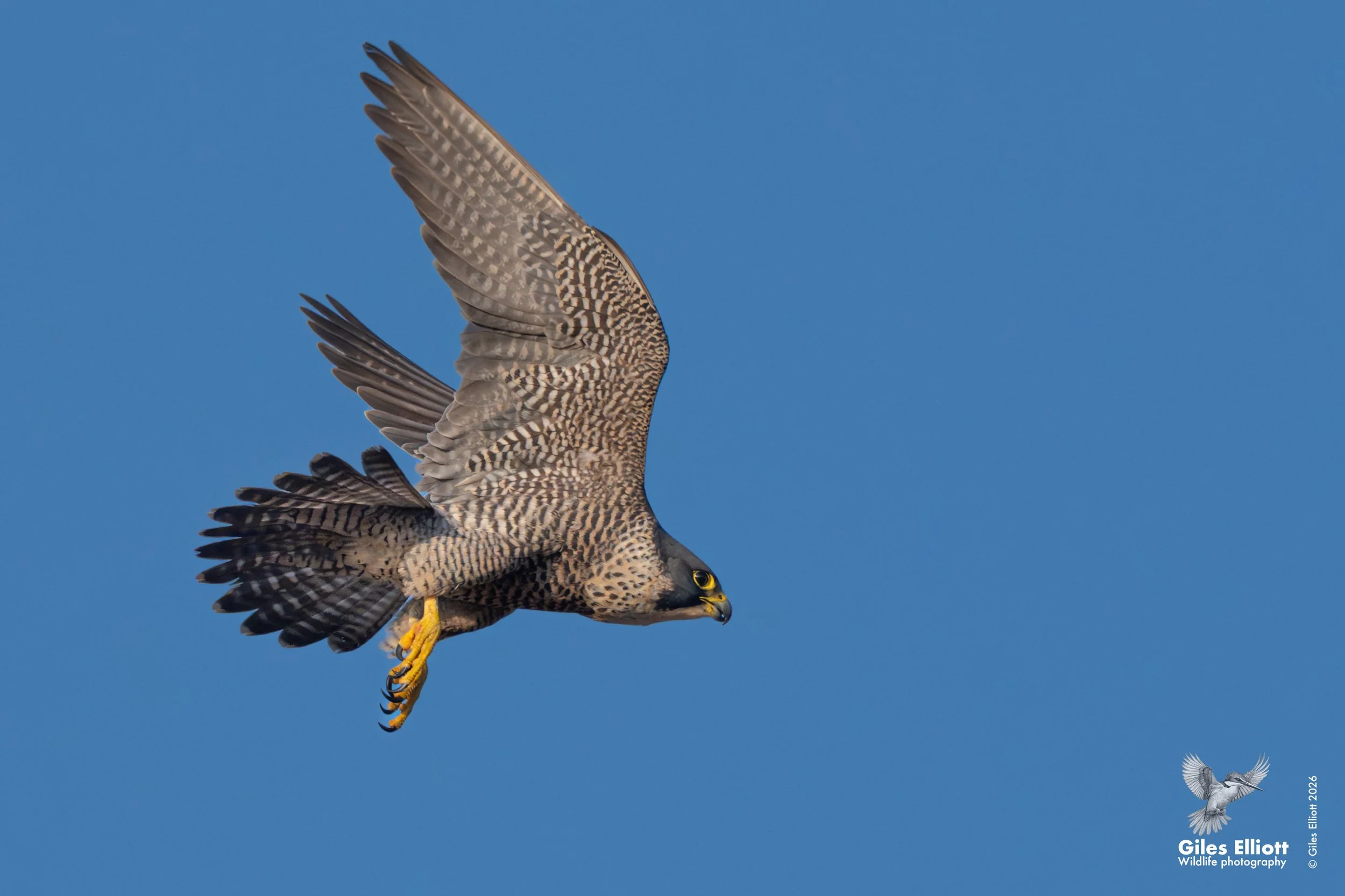 Peregrine falcon