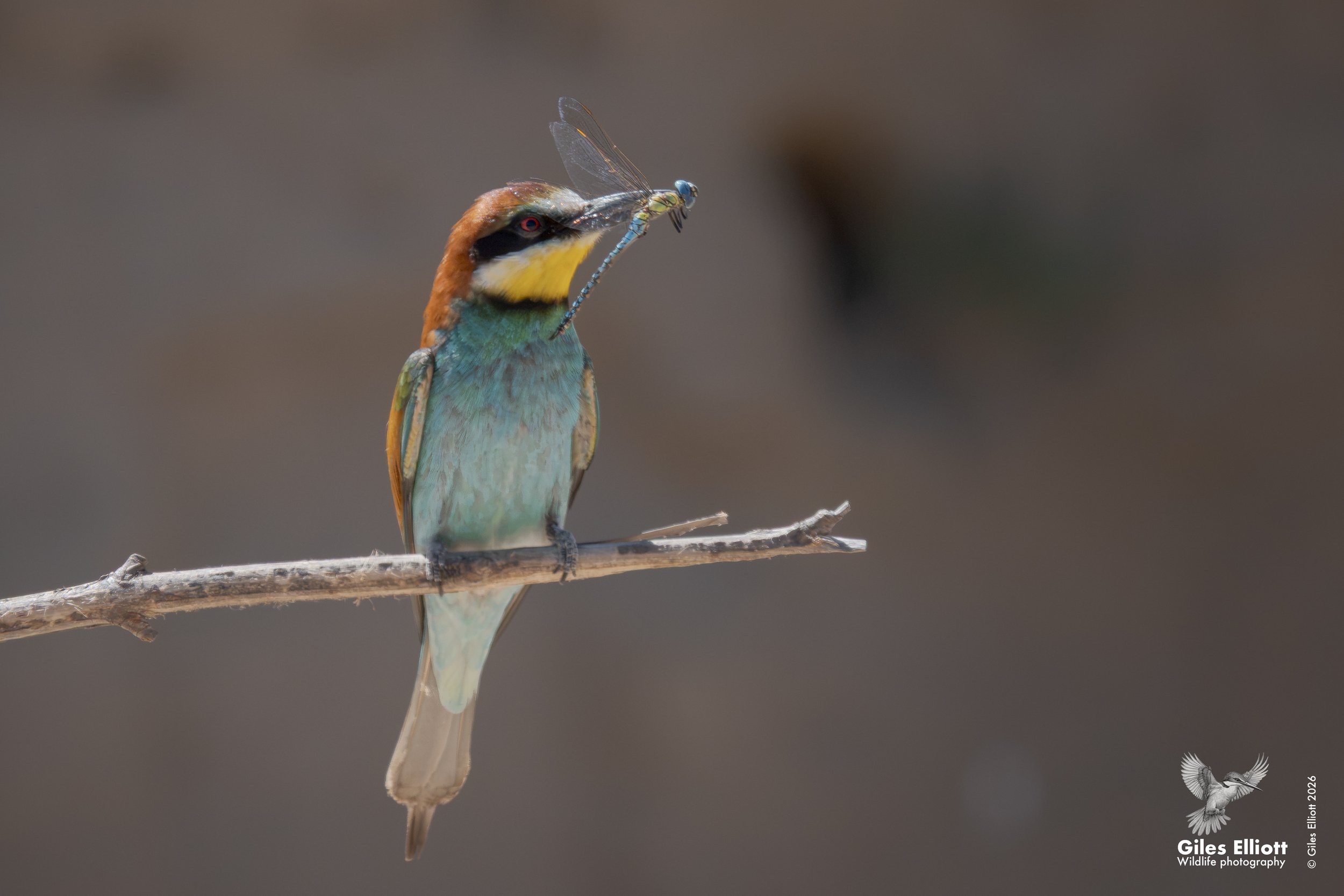 bee eaters 33.jpg