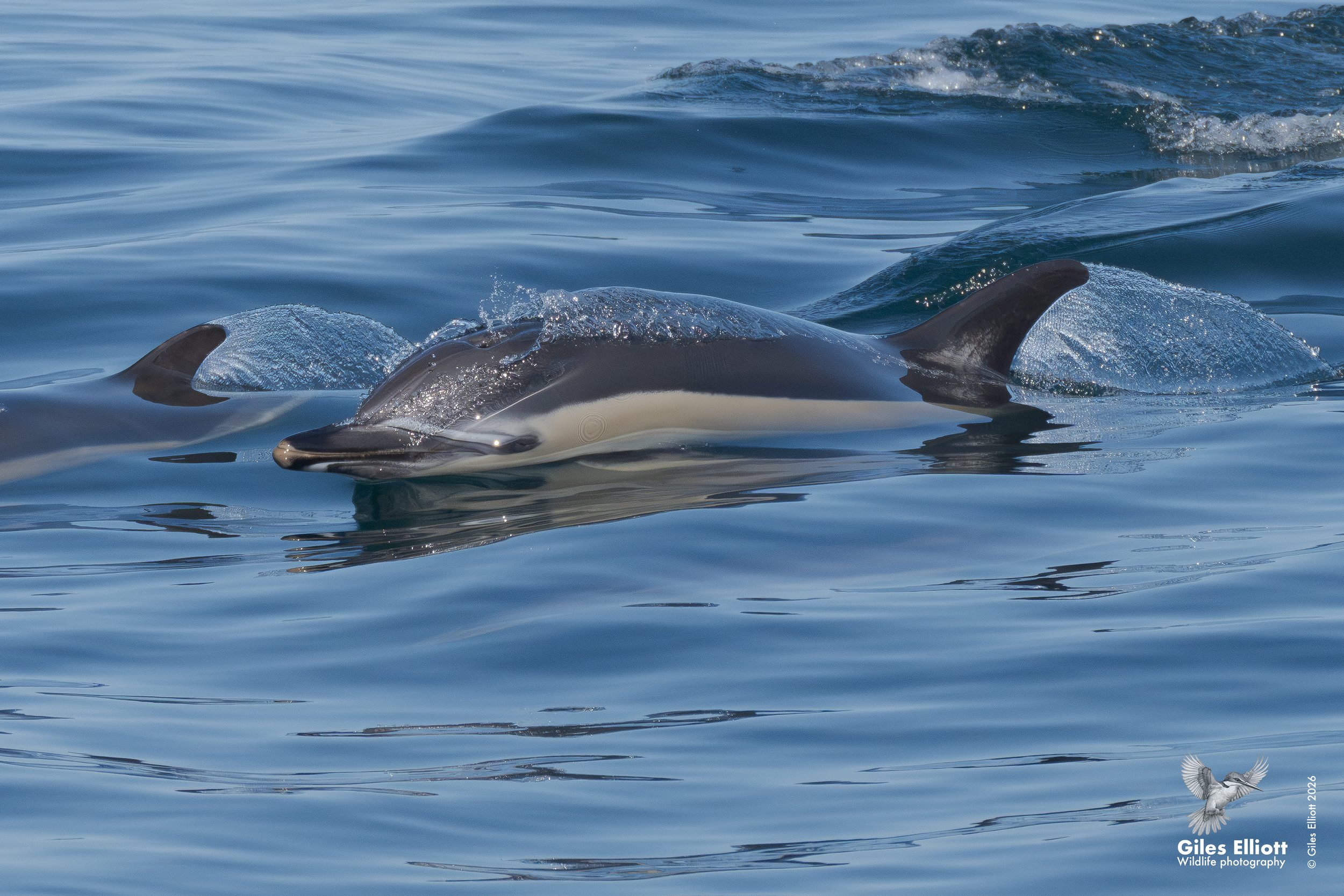 Common dolphin