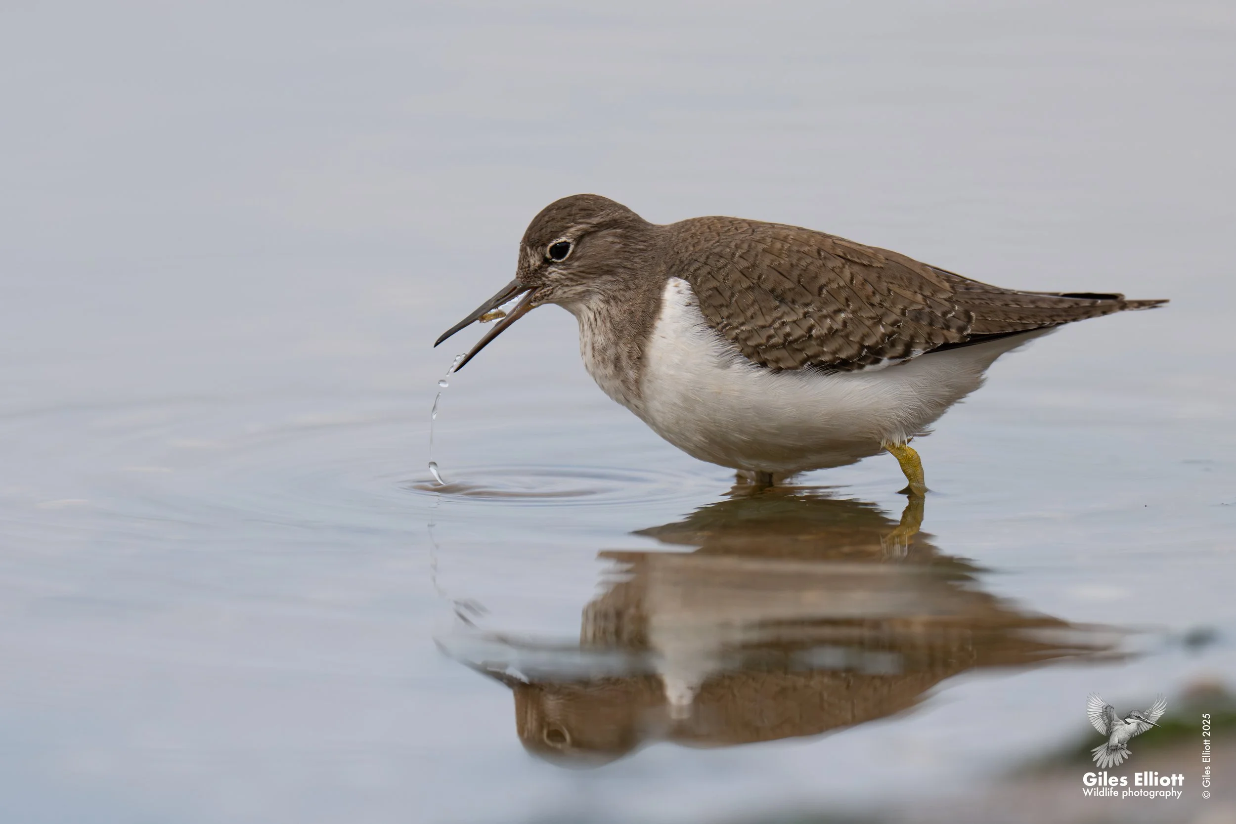 Common sandpiper