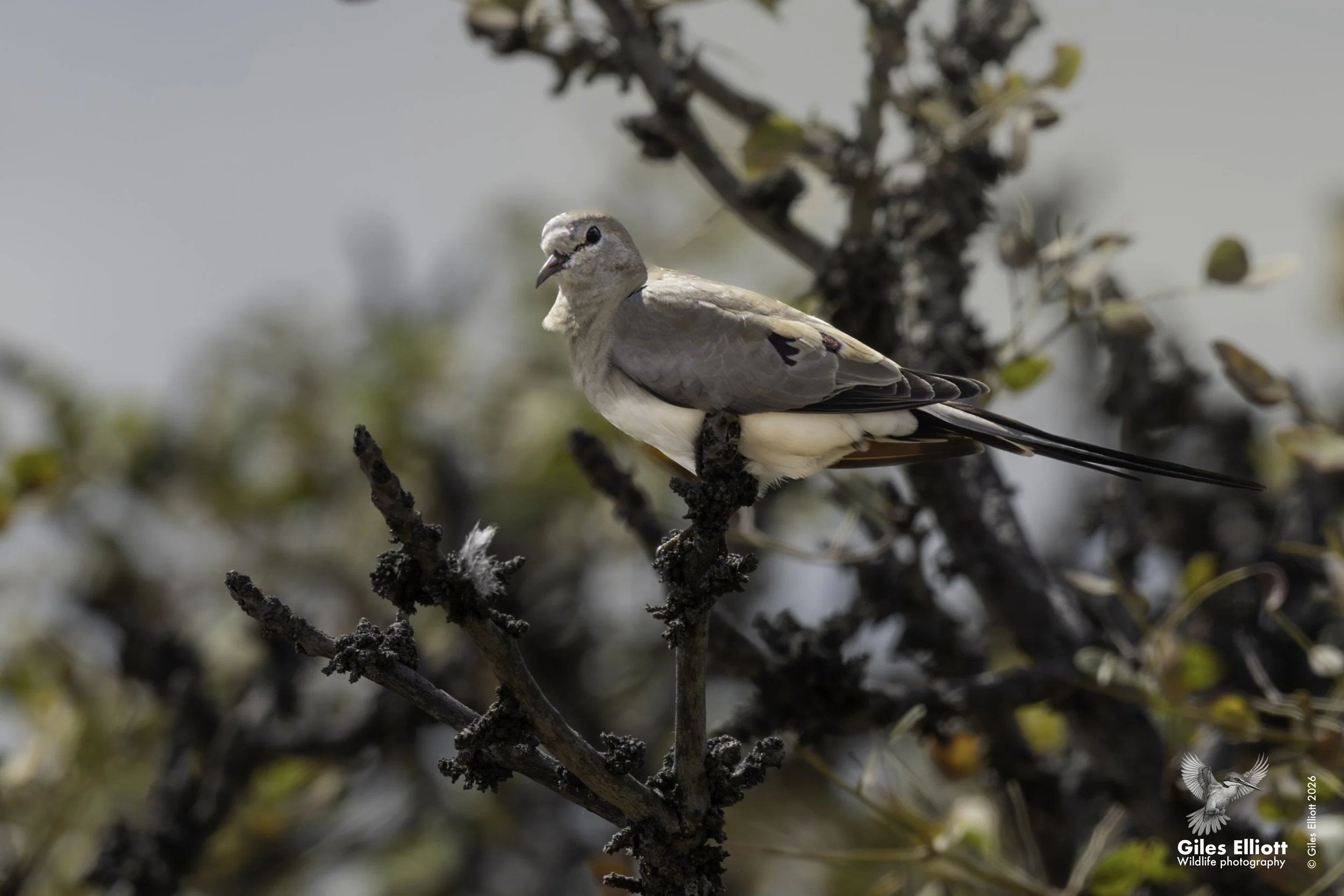 Namaqua dove