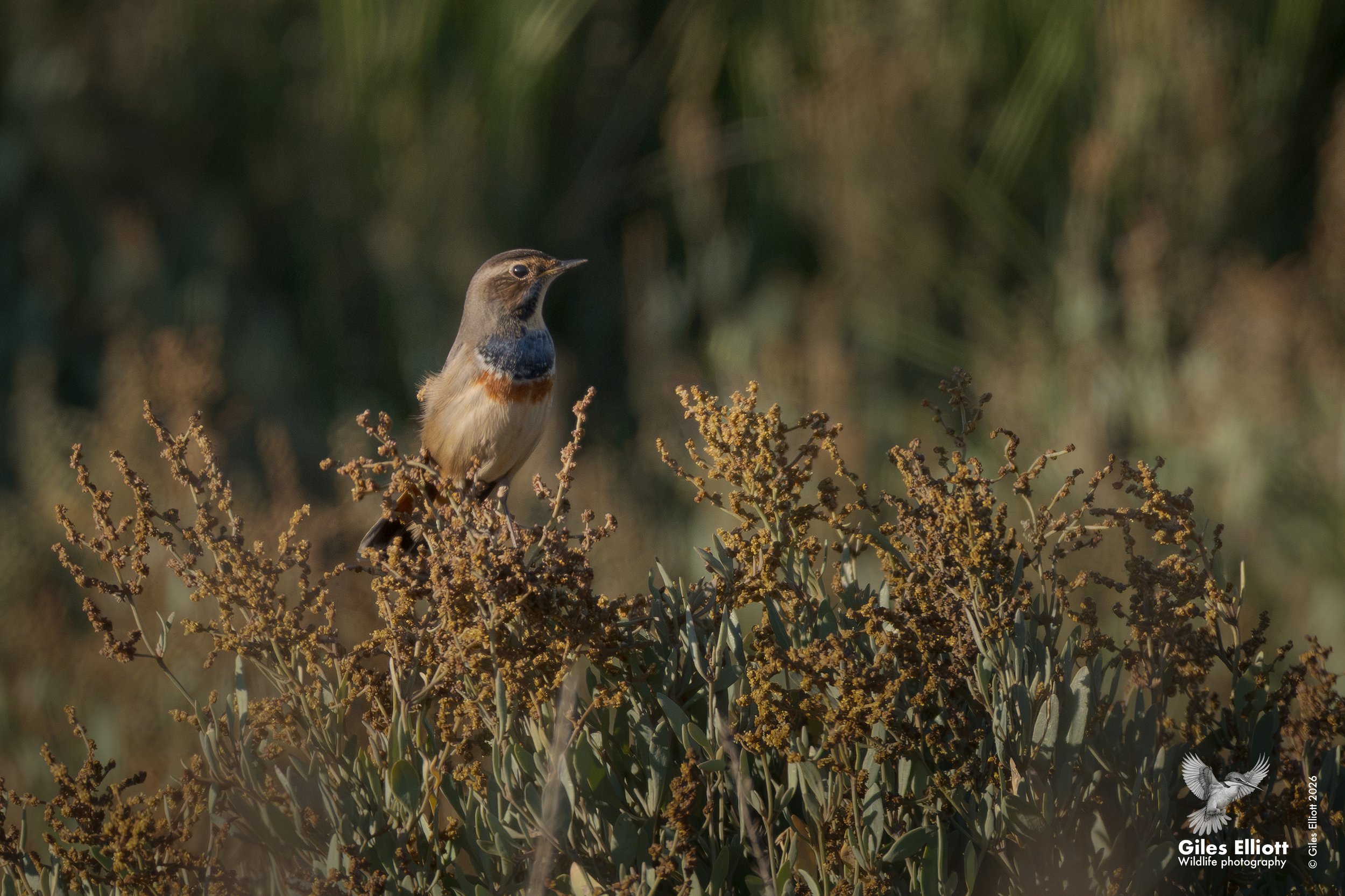 Bluethroat