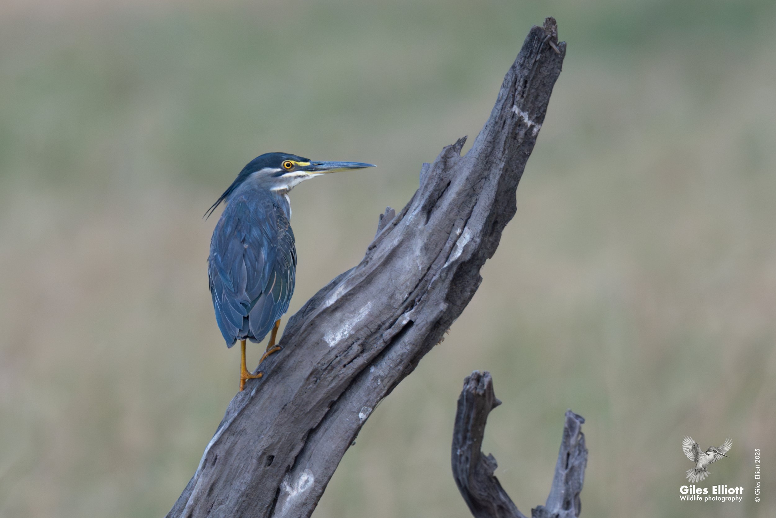Striated heron