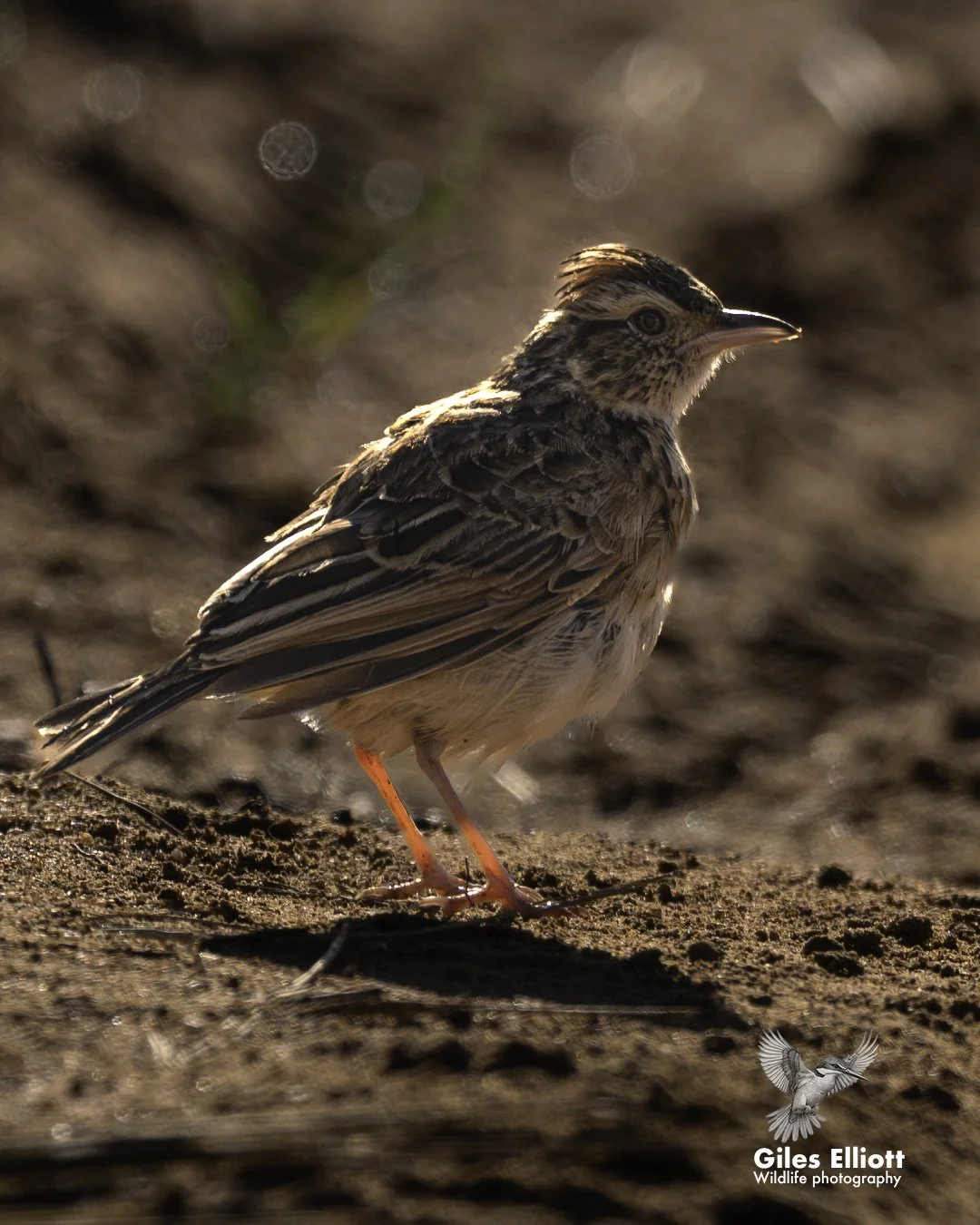 African pipit