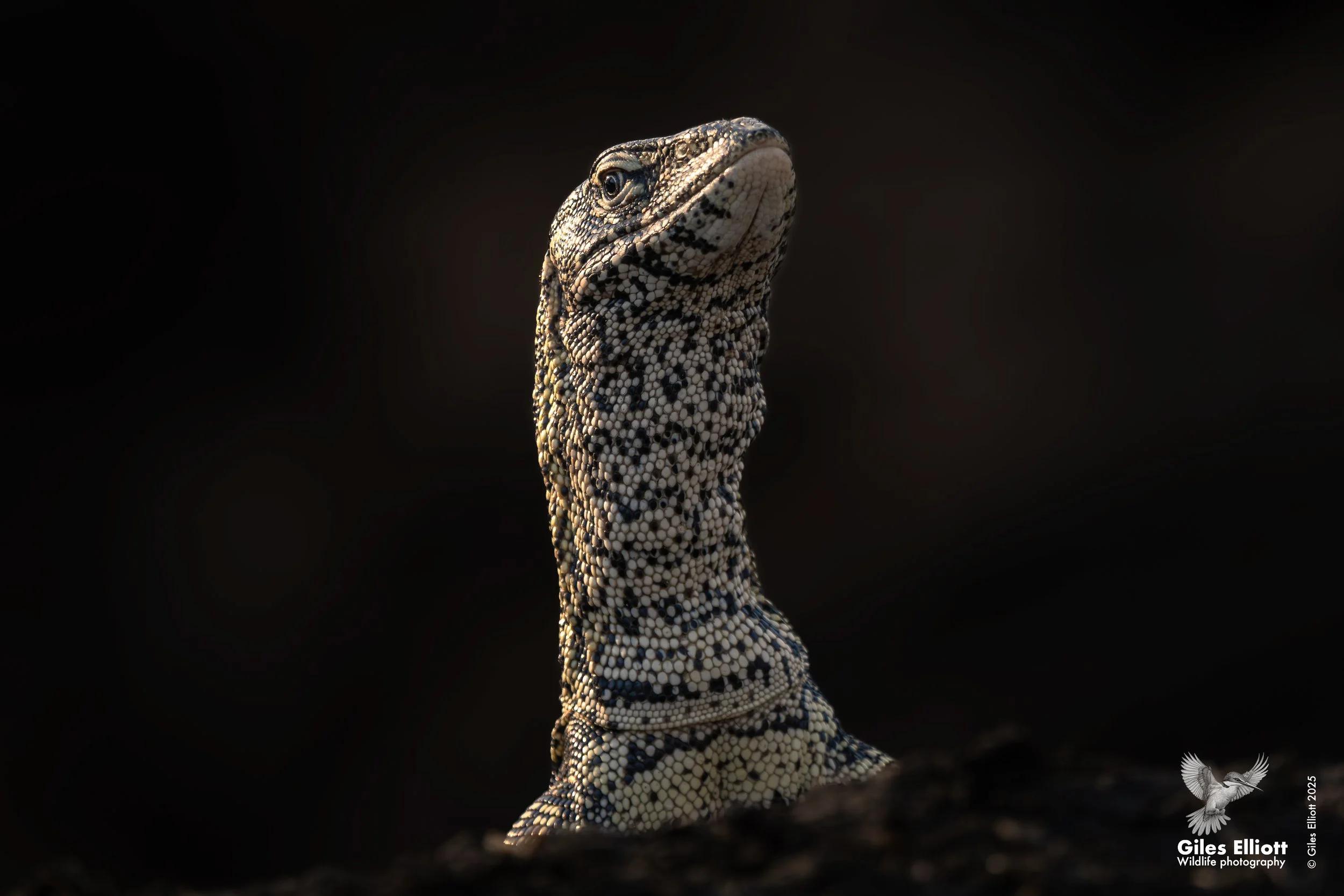Water monitor lizard