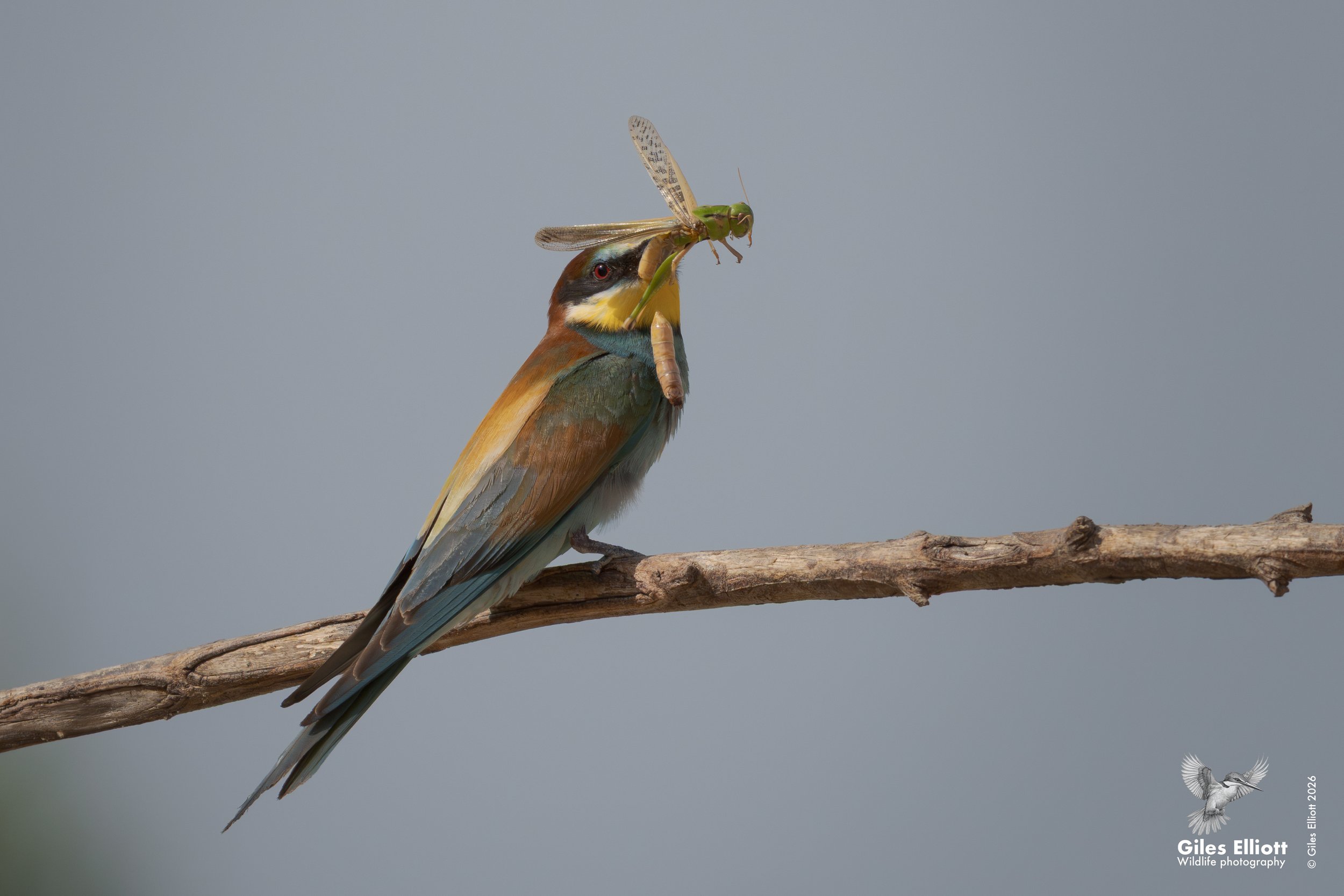 bee eaters 60.jpg