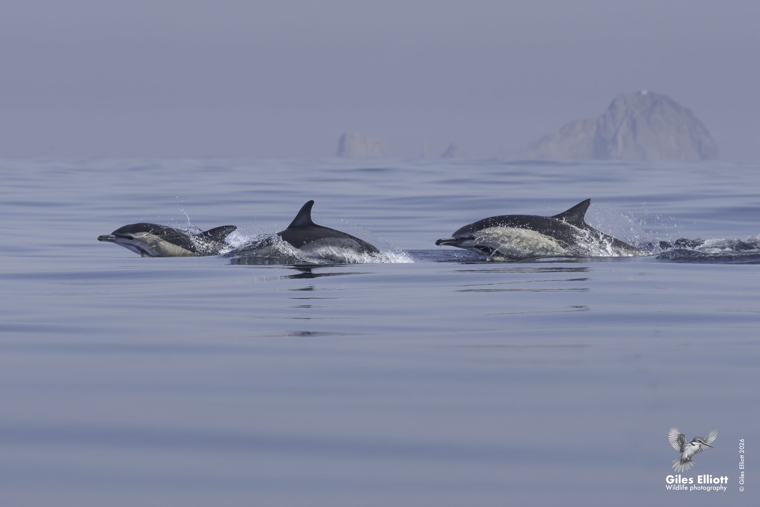 Common dolphin
