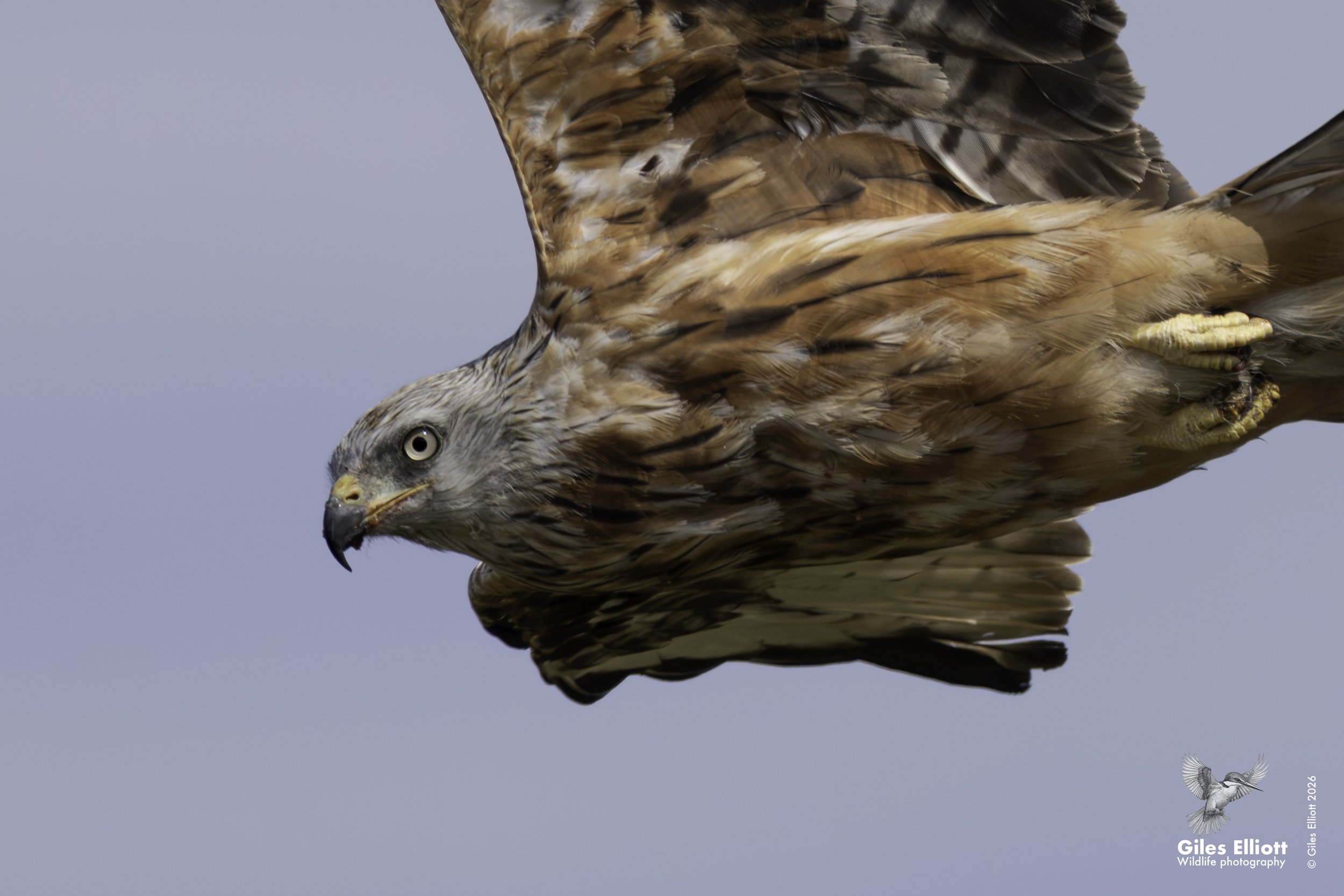 kites 4.jpg