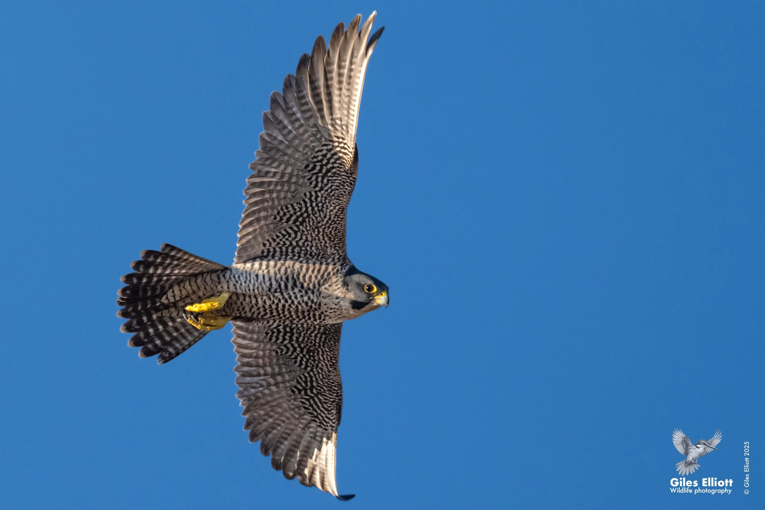 Peregrine falcon