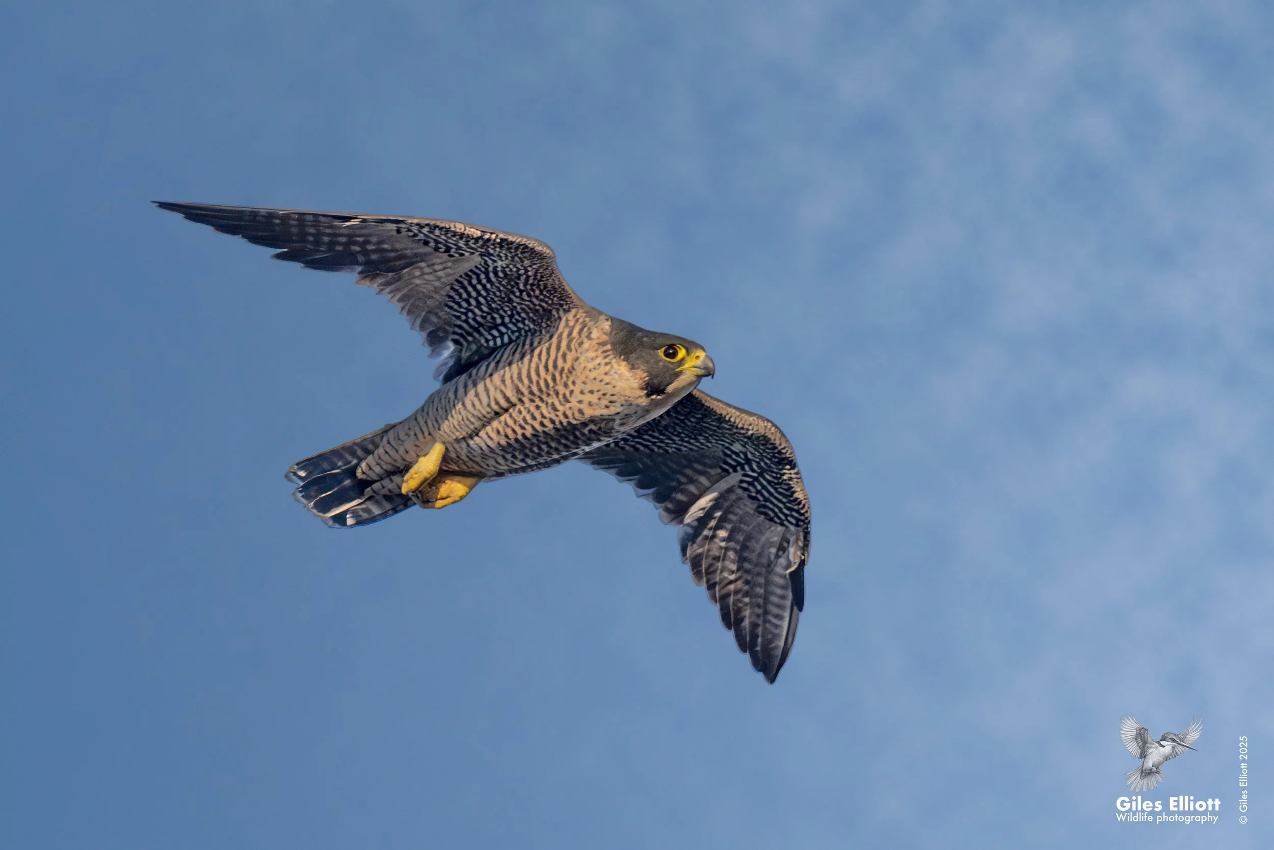 Peregrine falcon