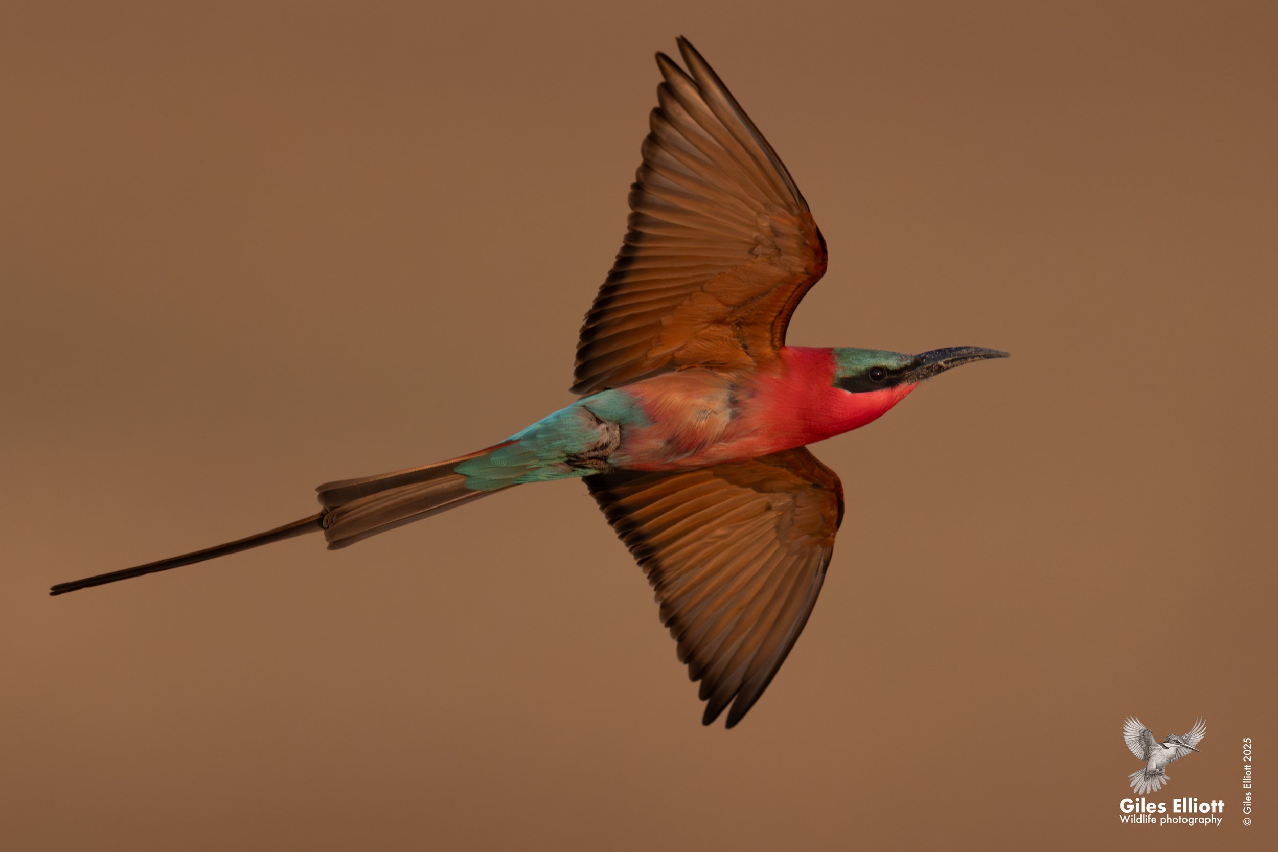 Southern Carmine Bee-eater
