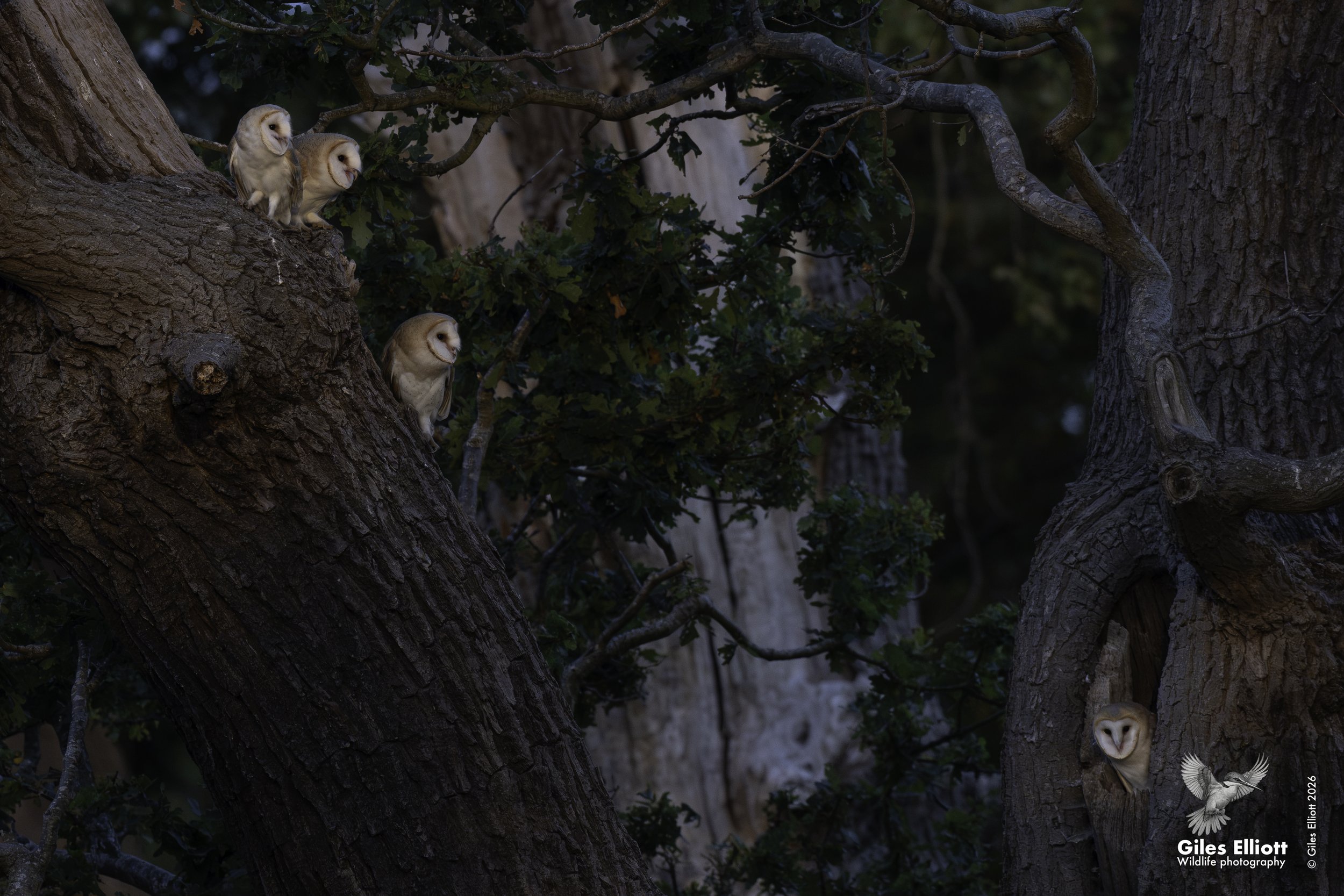 Barn owl