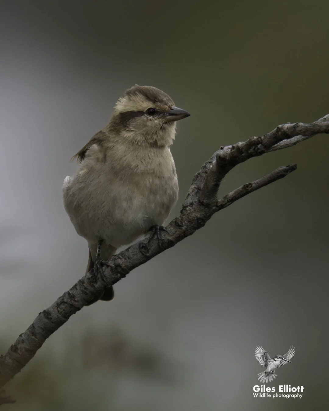 Yellow-throated bush sparrow