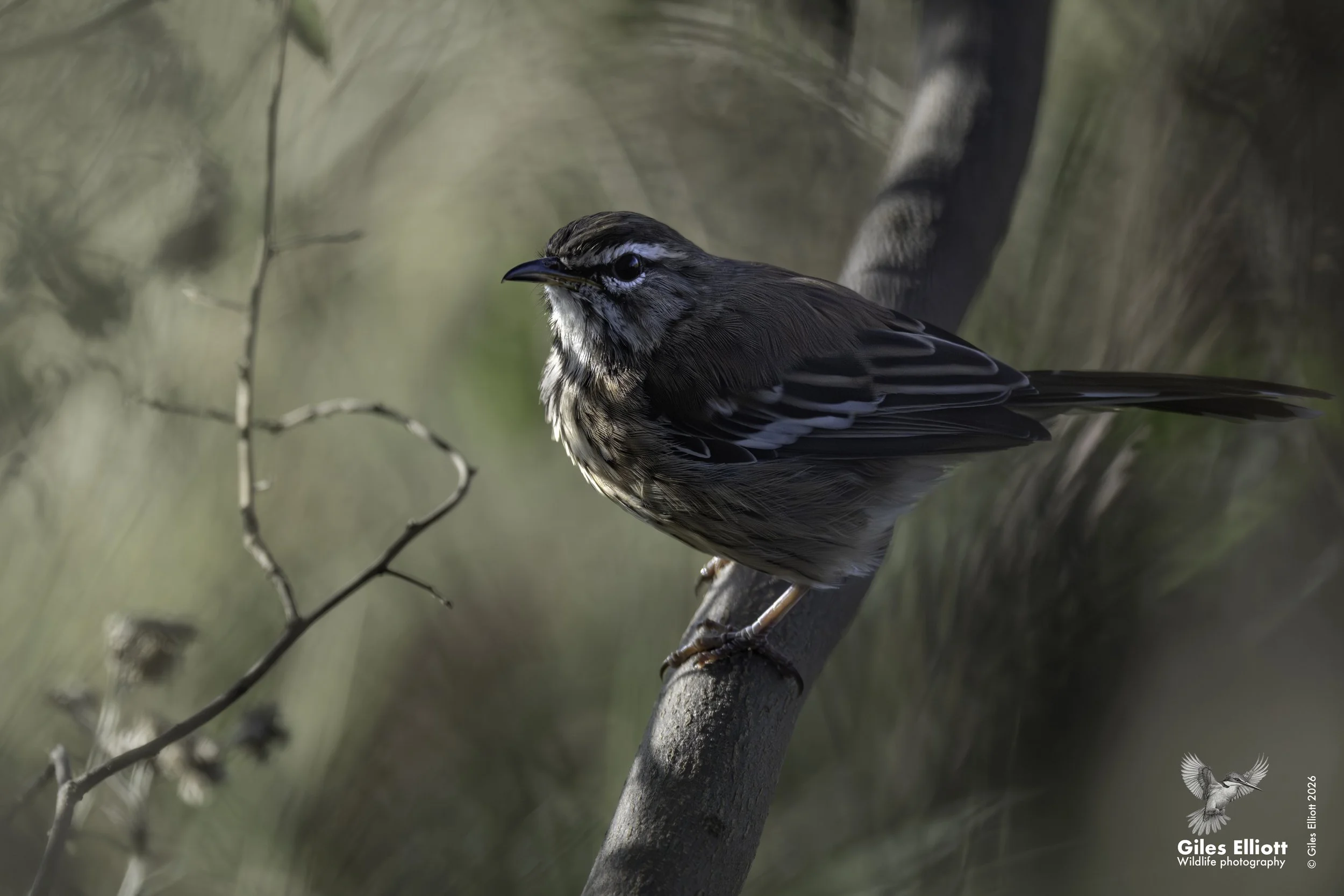White-browed scrub robin