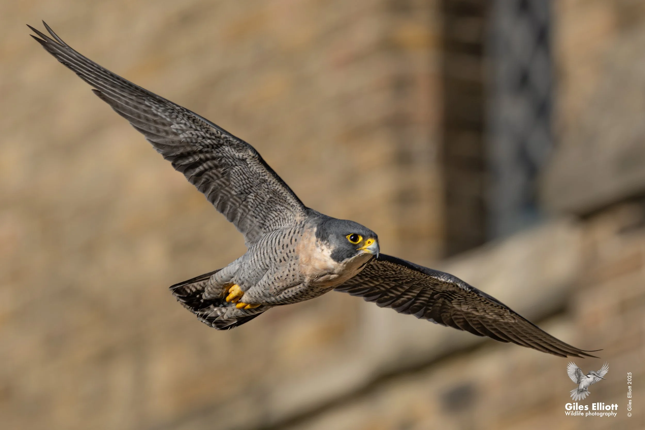 Peregrine Falcon. Thames Valley, UK. November 2025