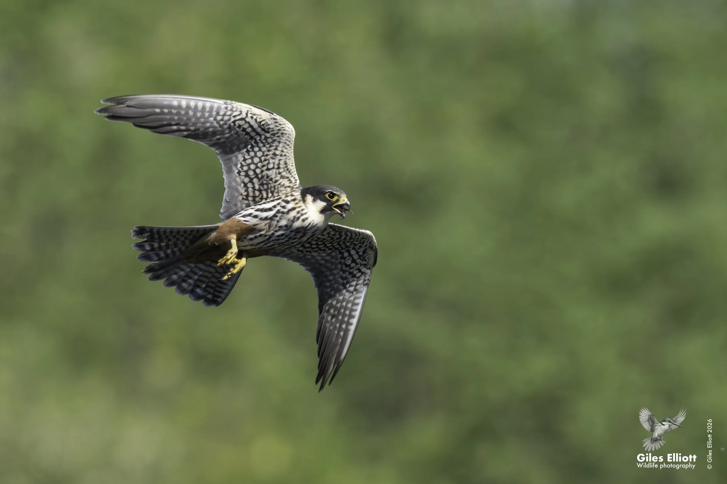 Hobby