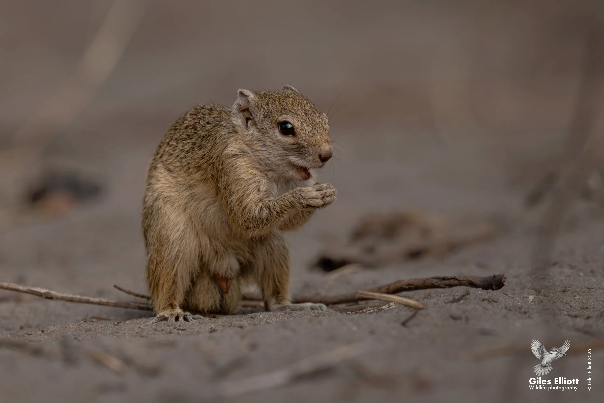 Ground squirrel