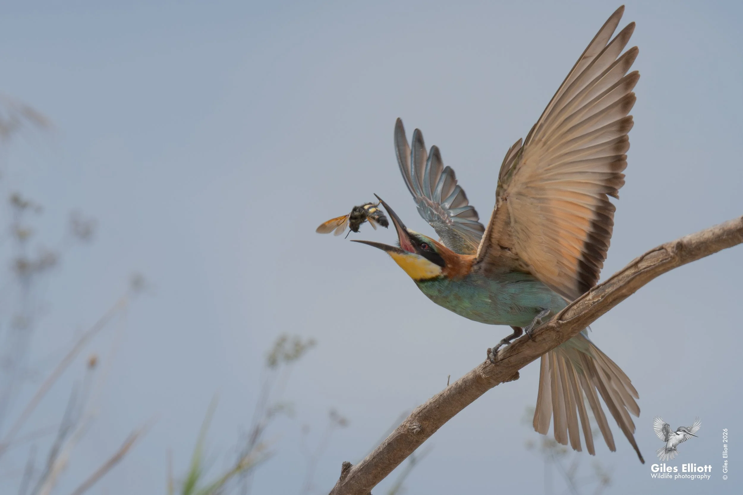 bee eaters 51.jpg