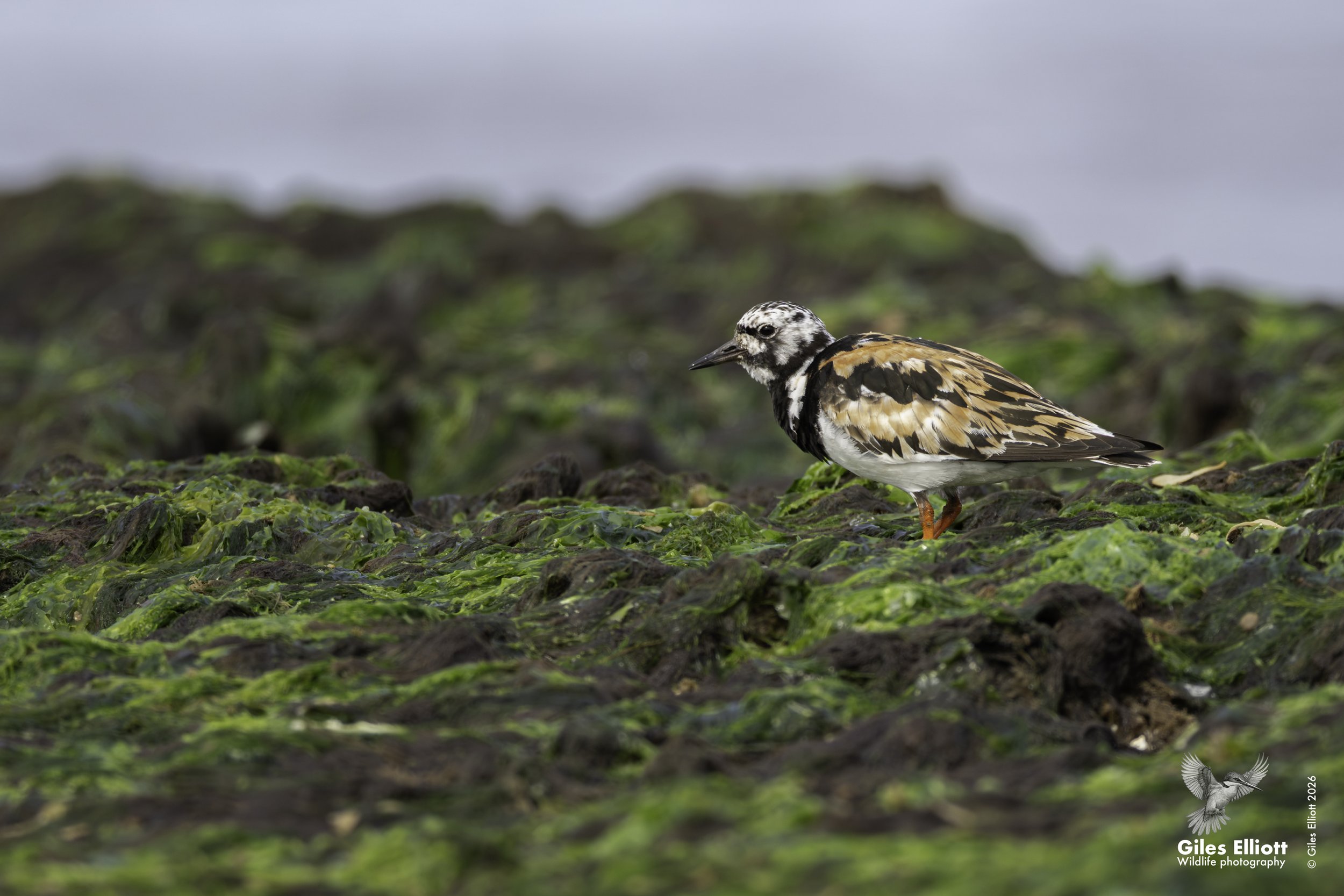 Turnstone