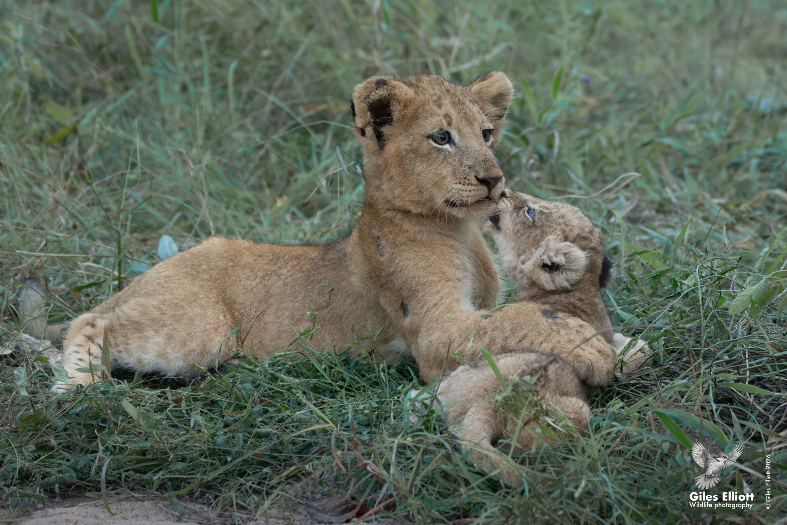 lion cub 19.jpg