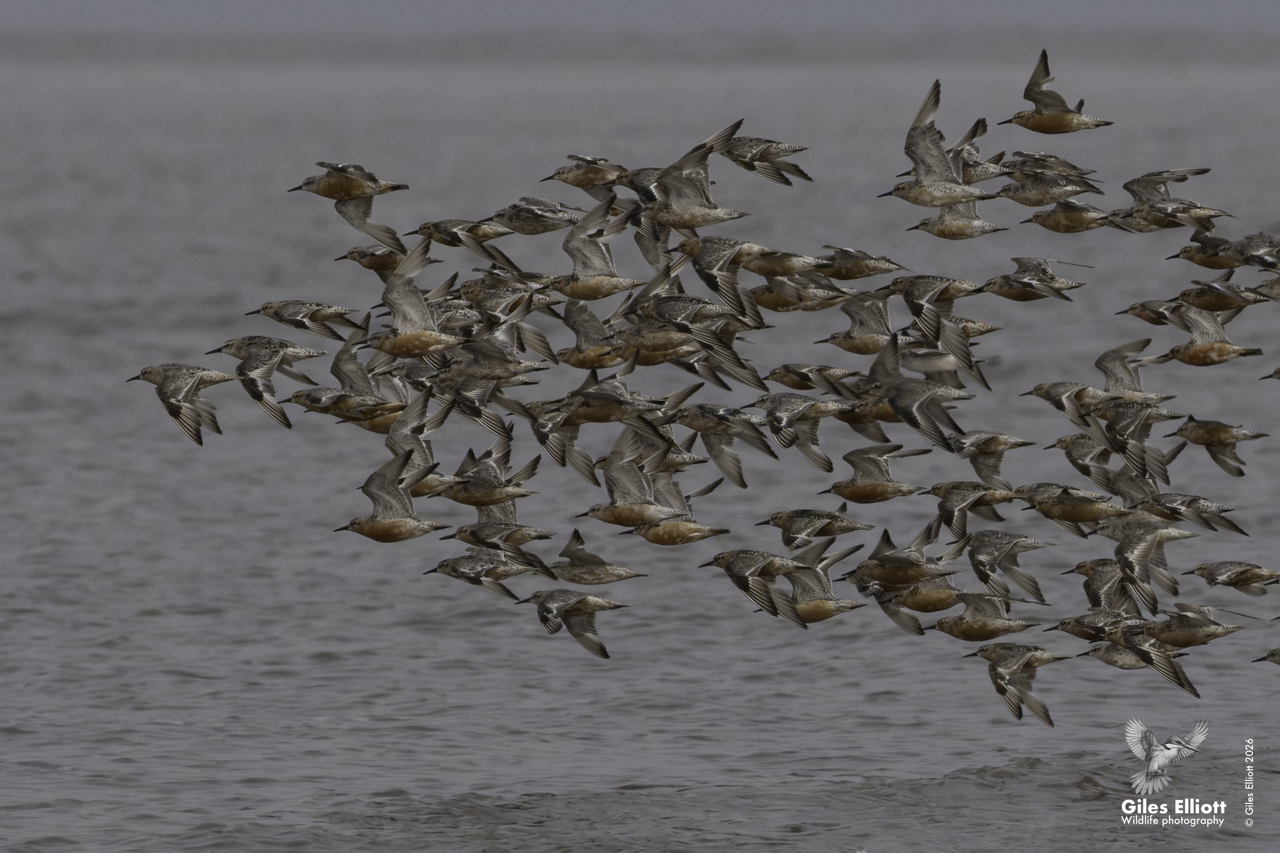 Red knot