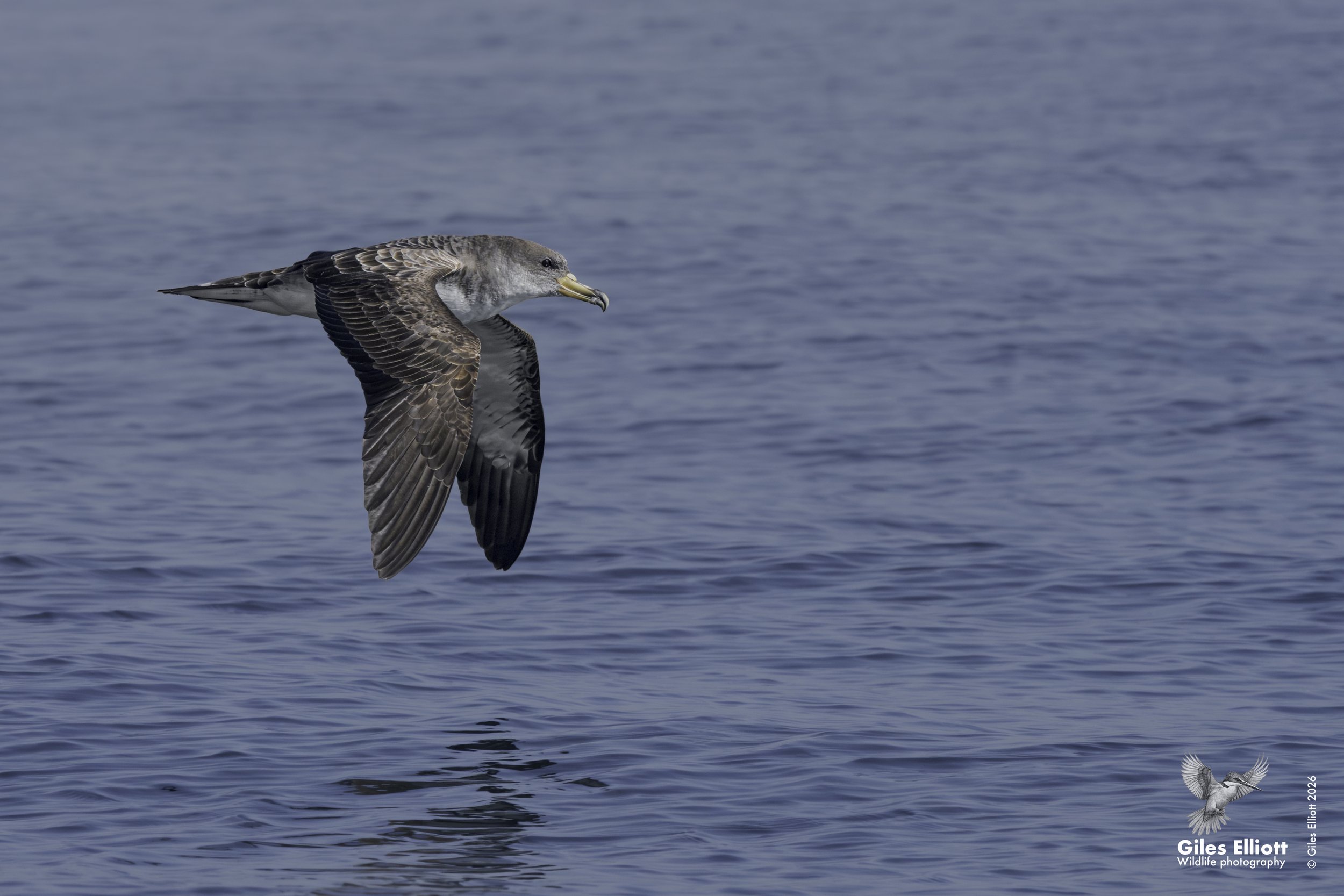 Cory's shearwater