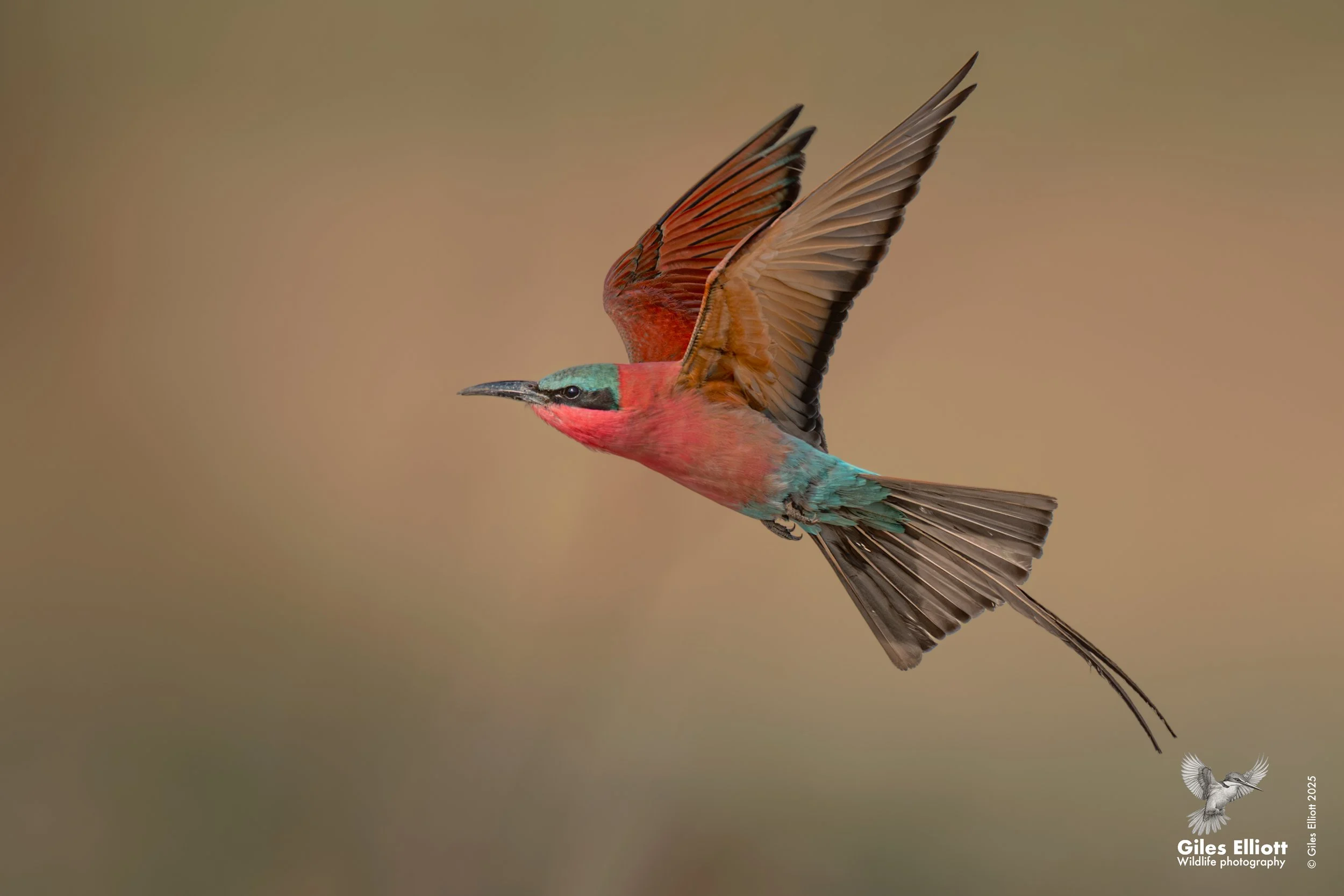 Southern Carmine Bee-eater