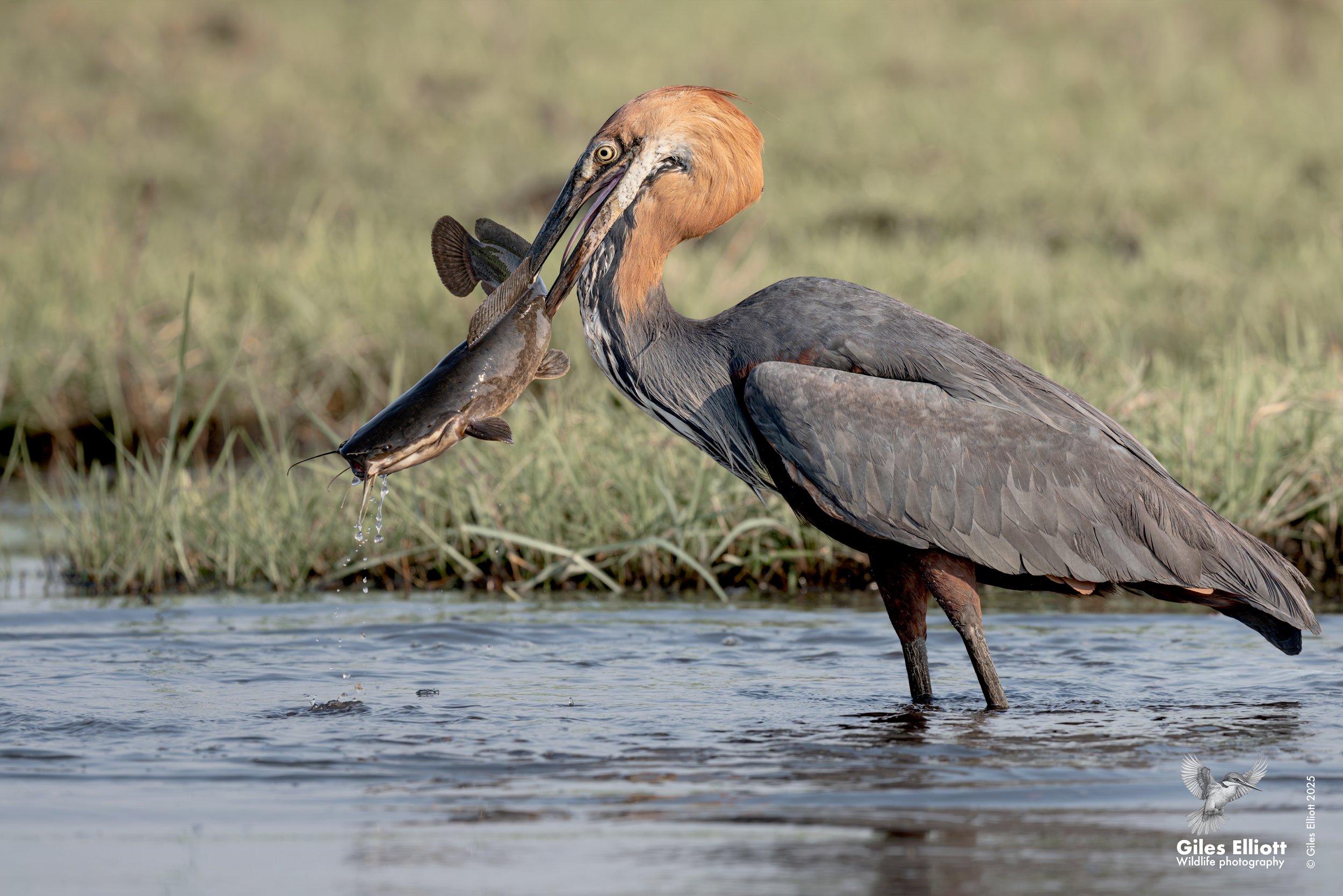 Goliath Heron