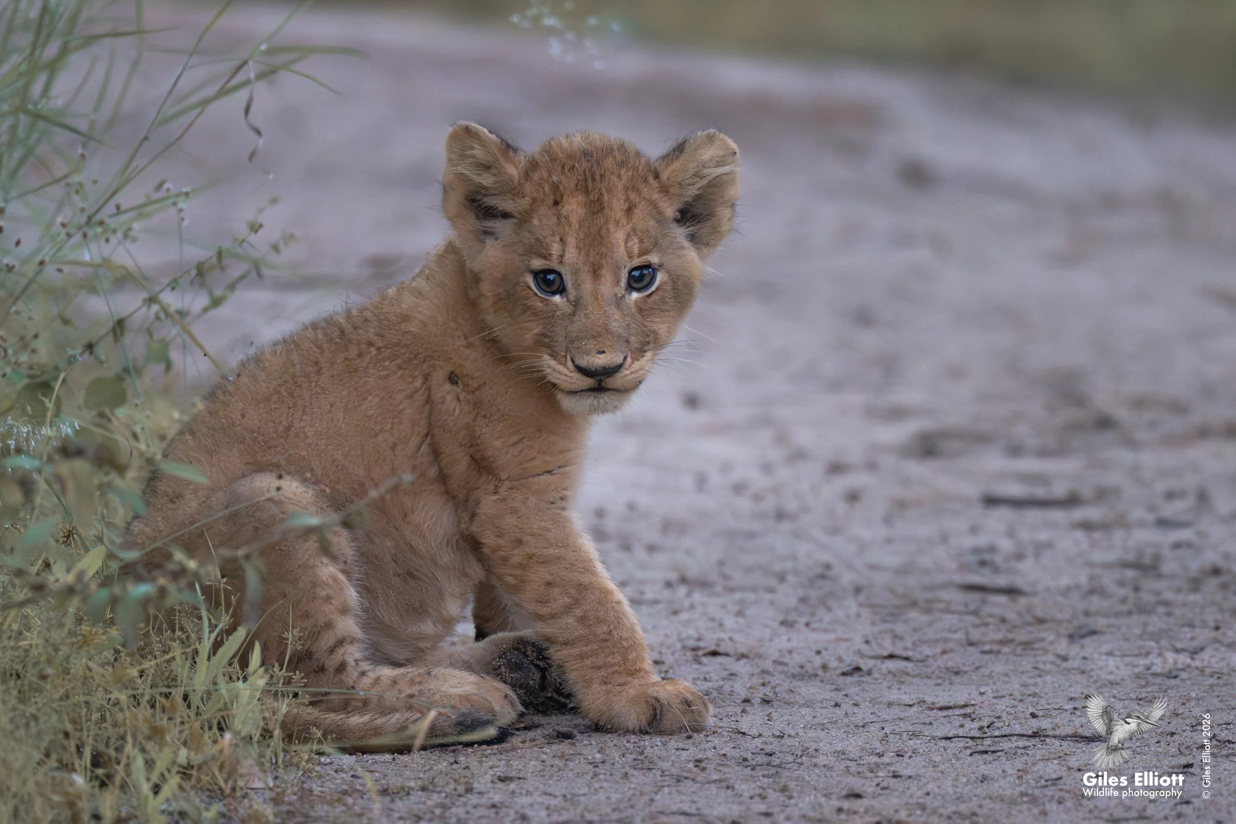 lion cub 11.jpg