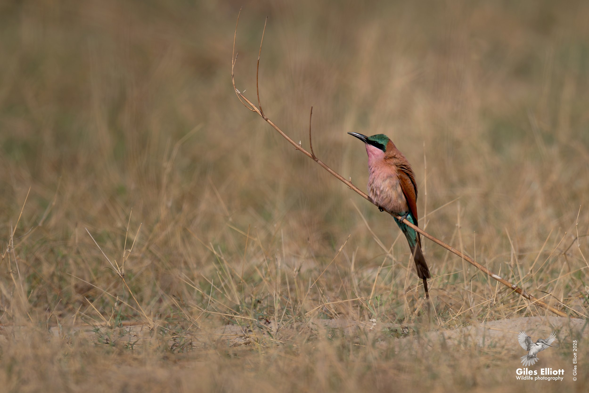 Southern Carmine Bee-eater