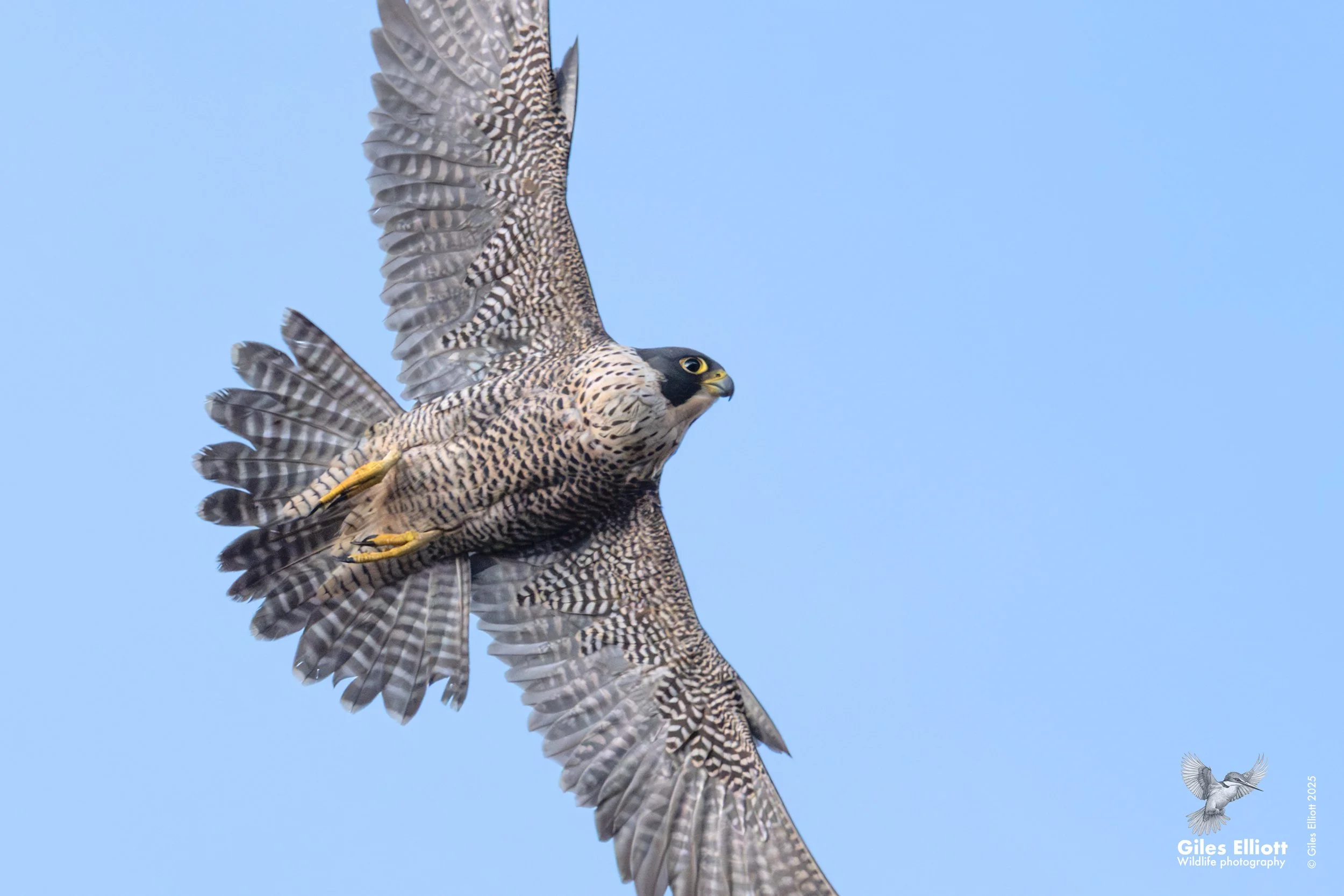 Peregrine Falcon. Thames Valley, UK. January 2026