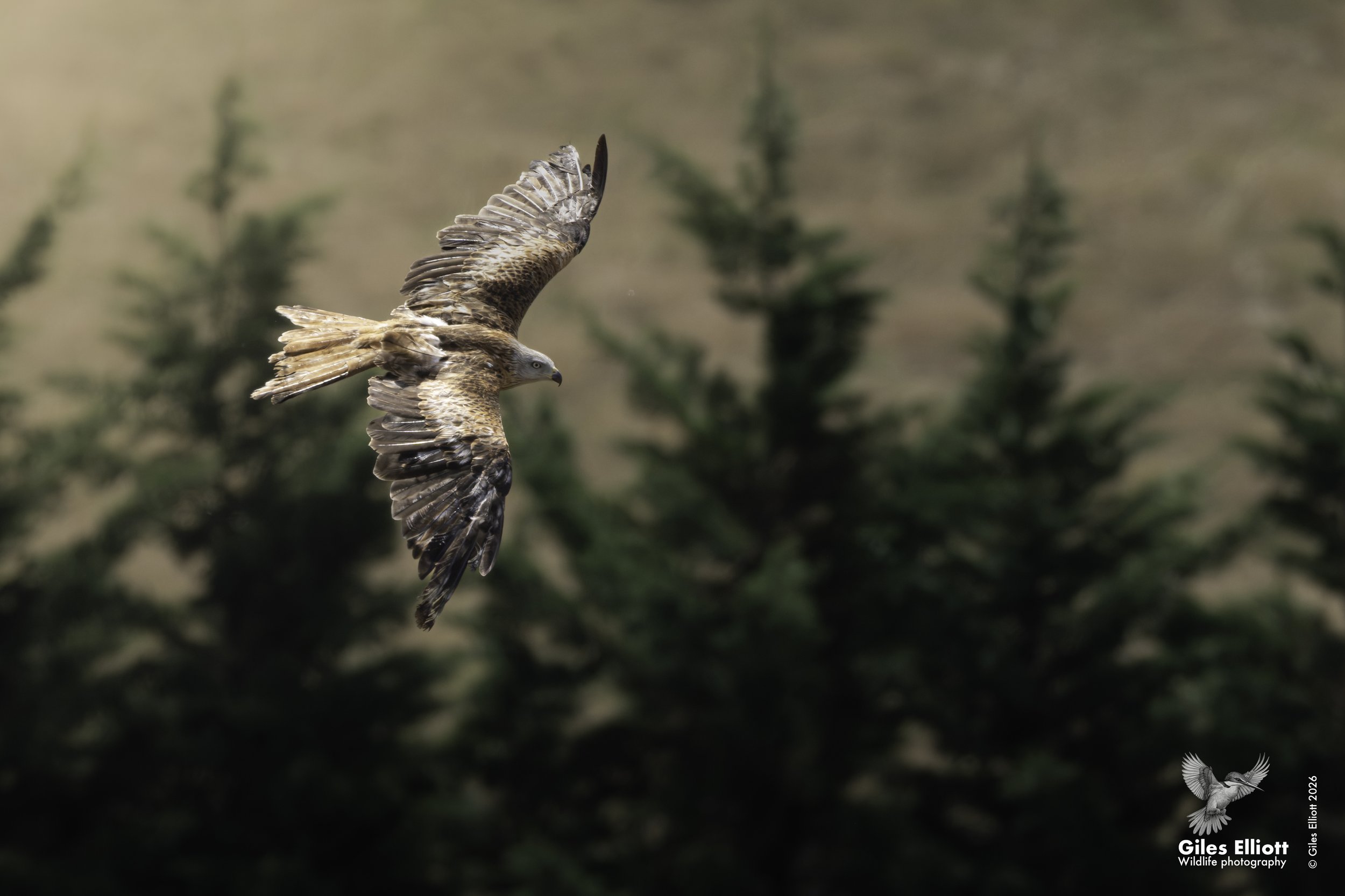 Red kite