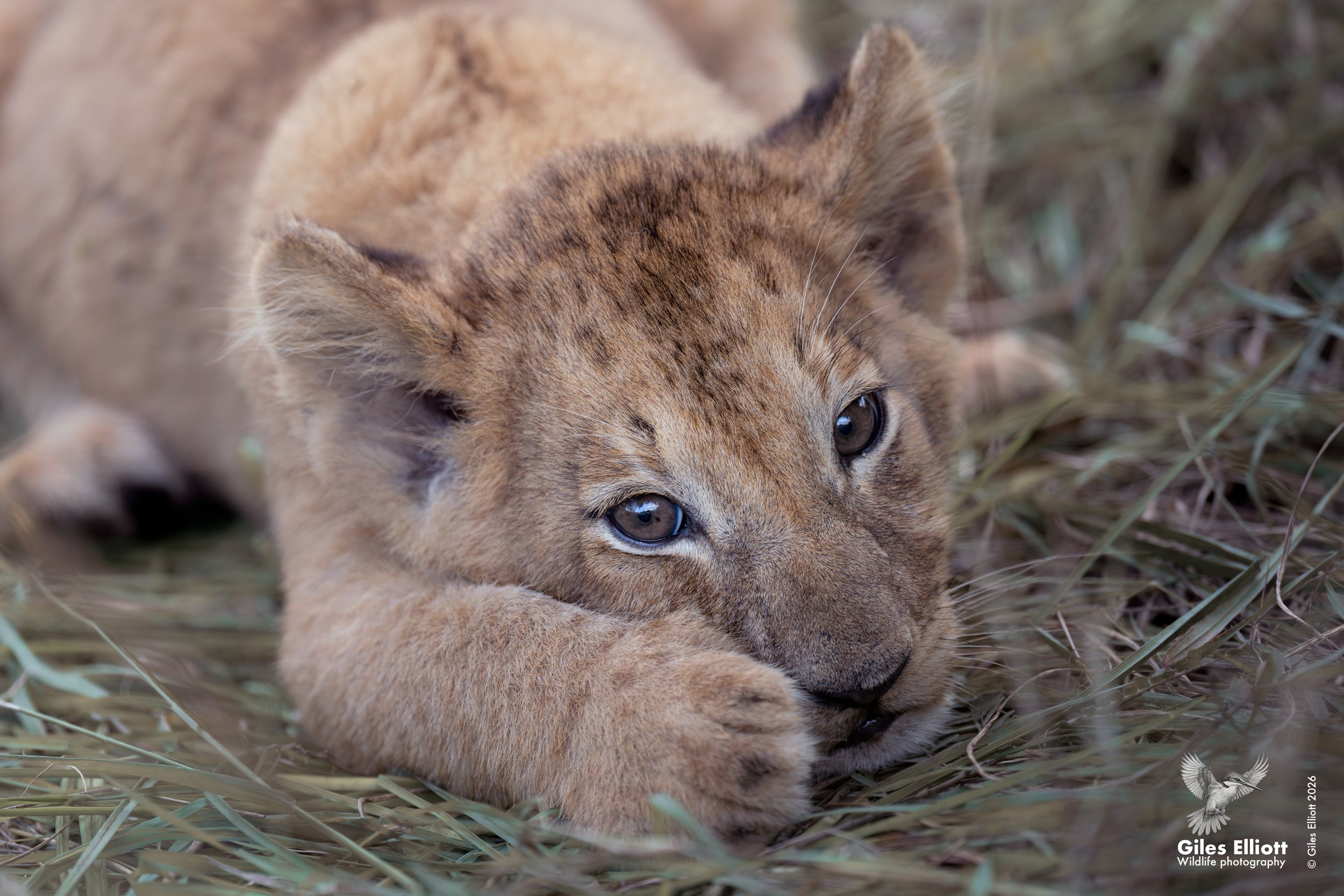 lion cub 8.jpg