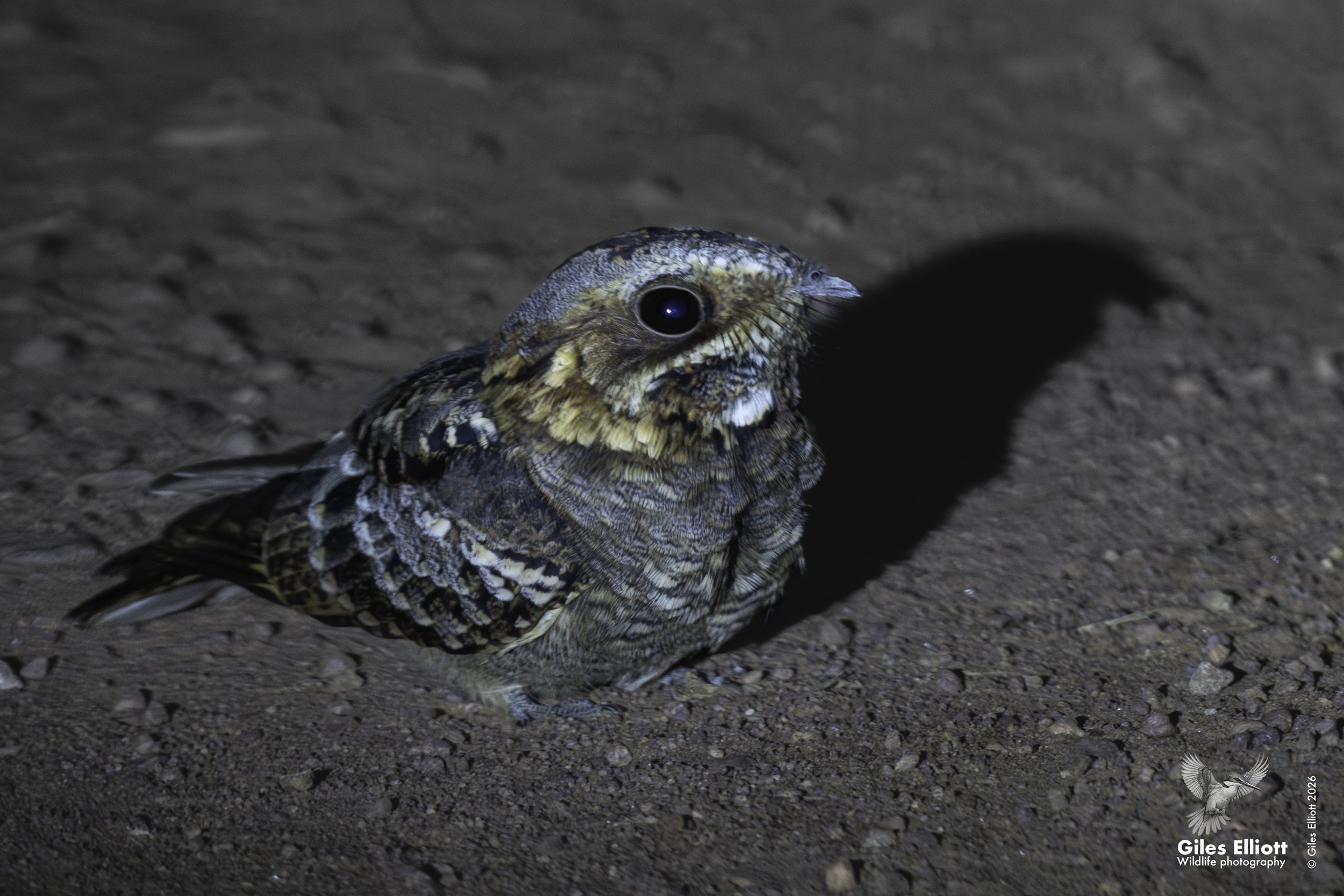 Nightjar