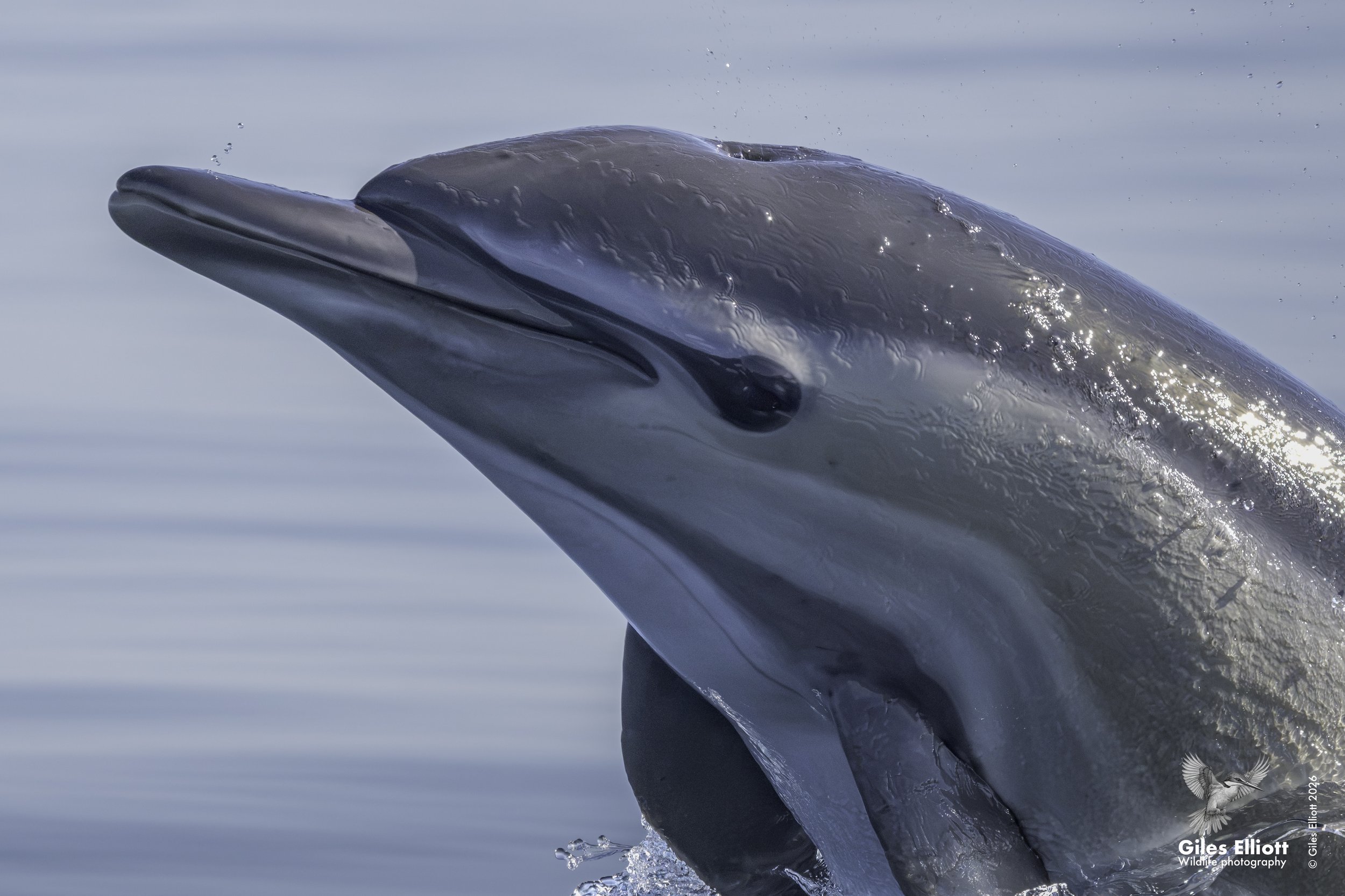 Common dolphin