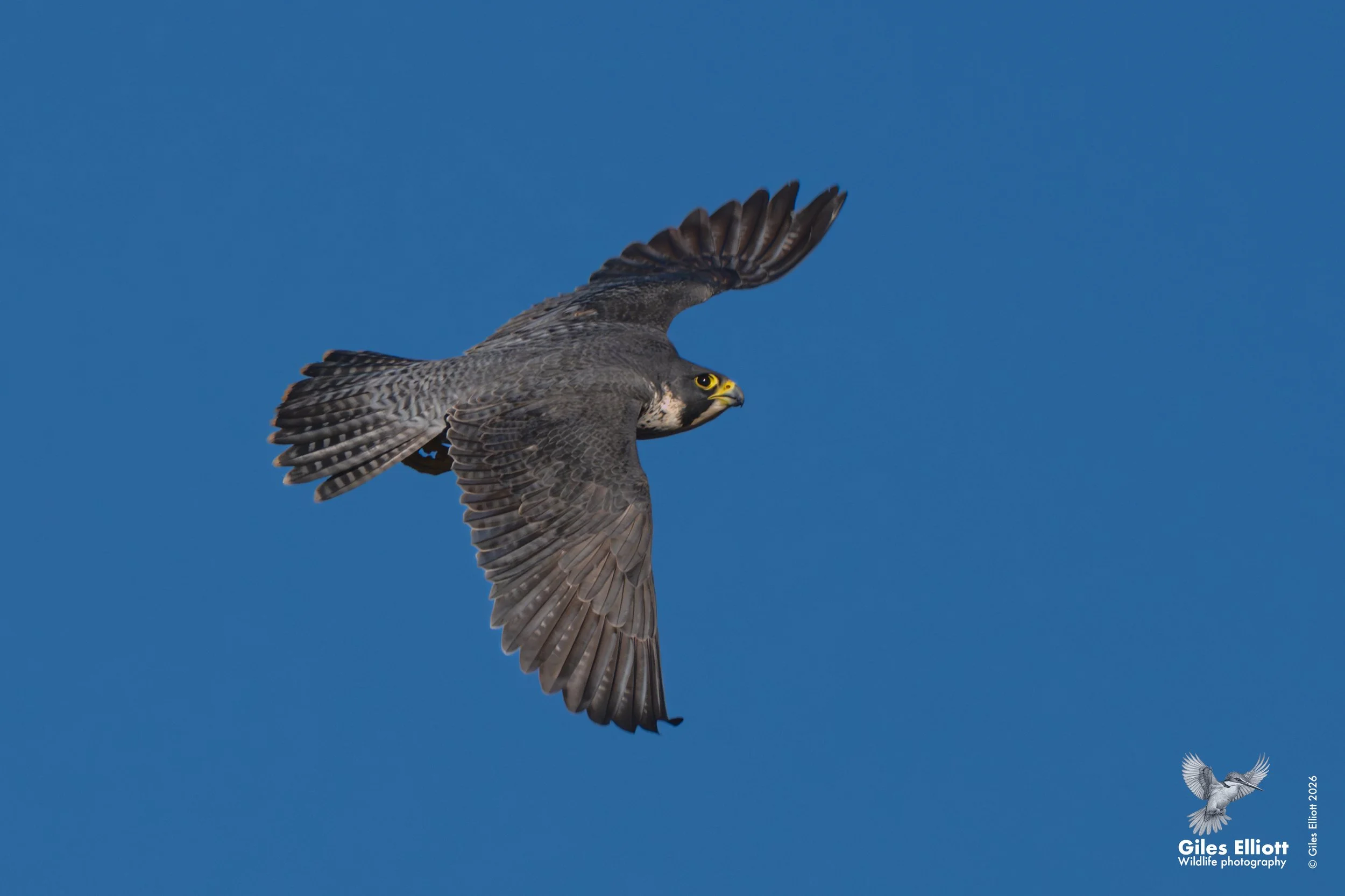 Peregrine falcon in flight