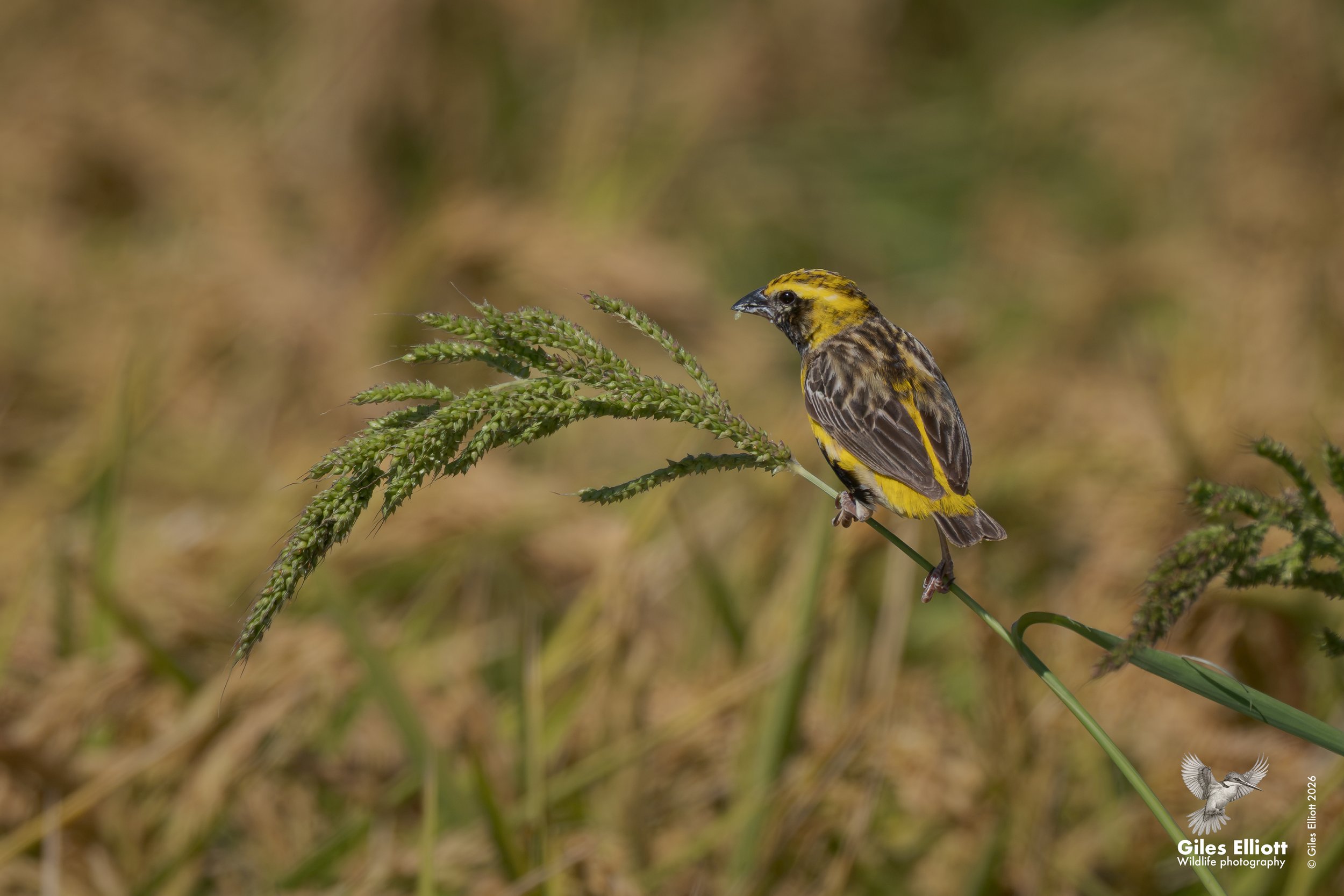 Yellow-crowned bishop