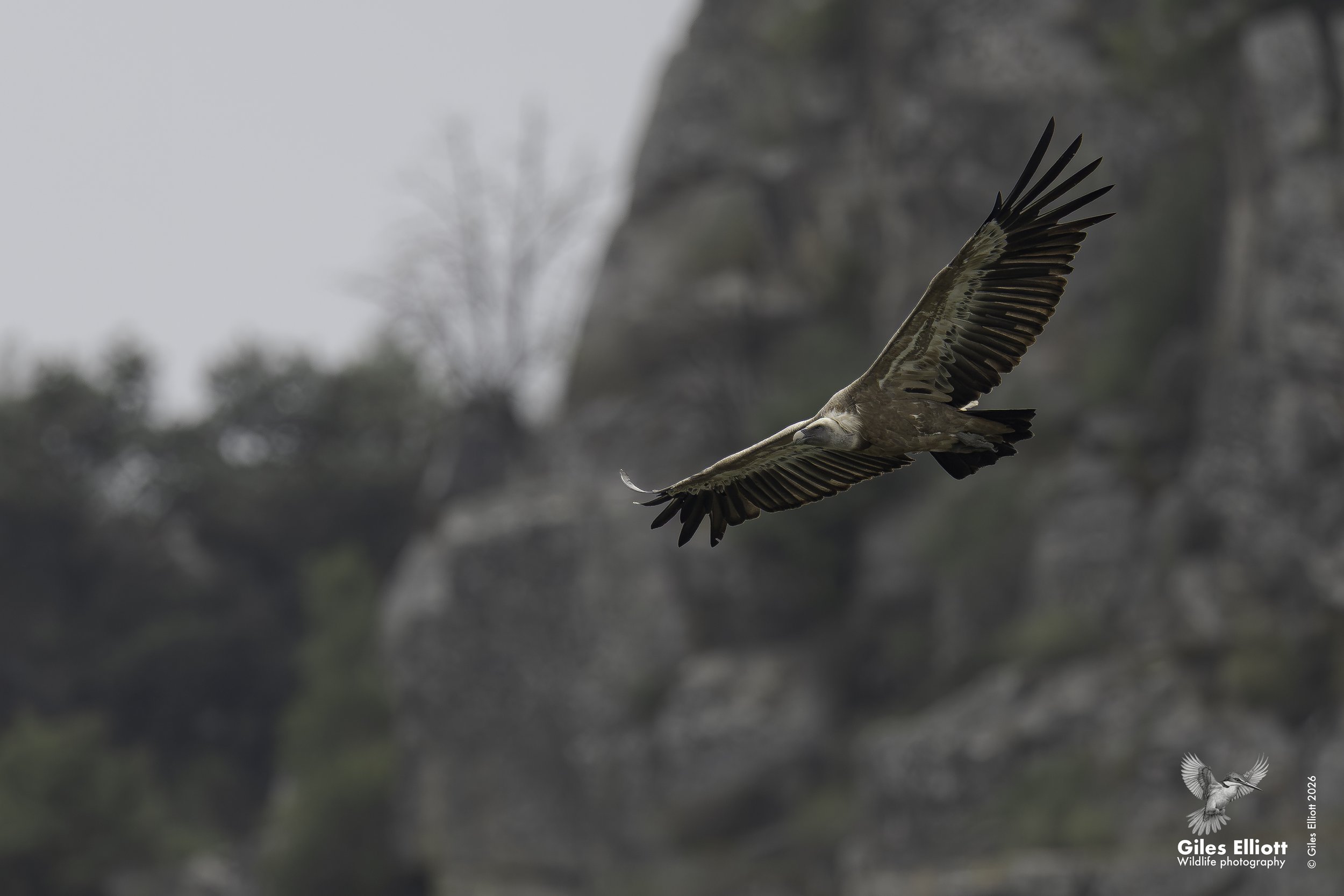 Griffon vulture