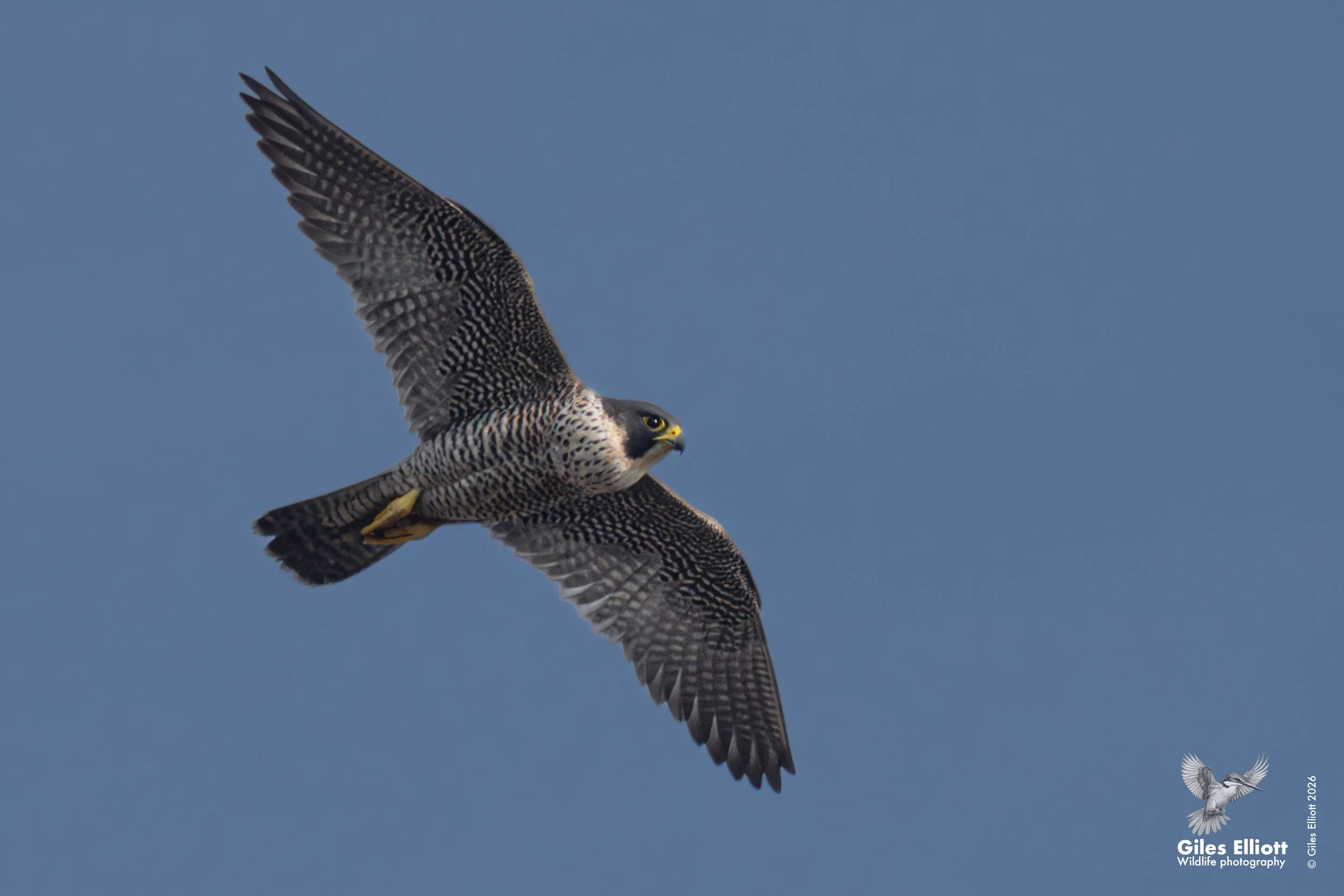 Peregrine falcon