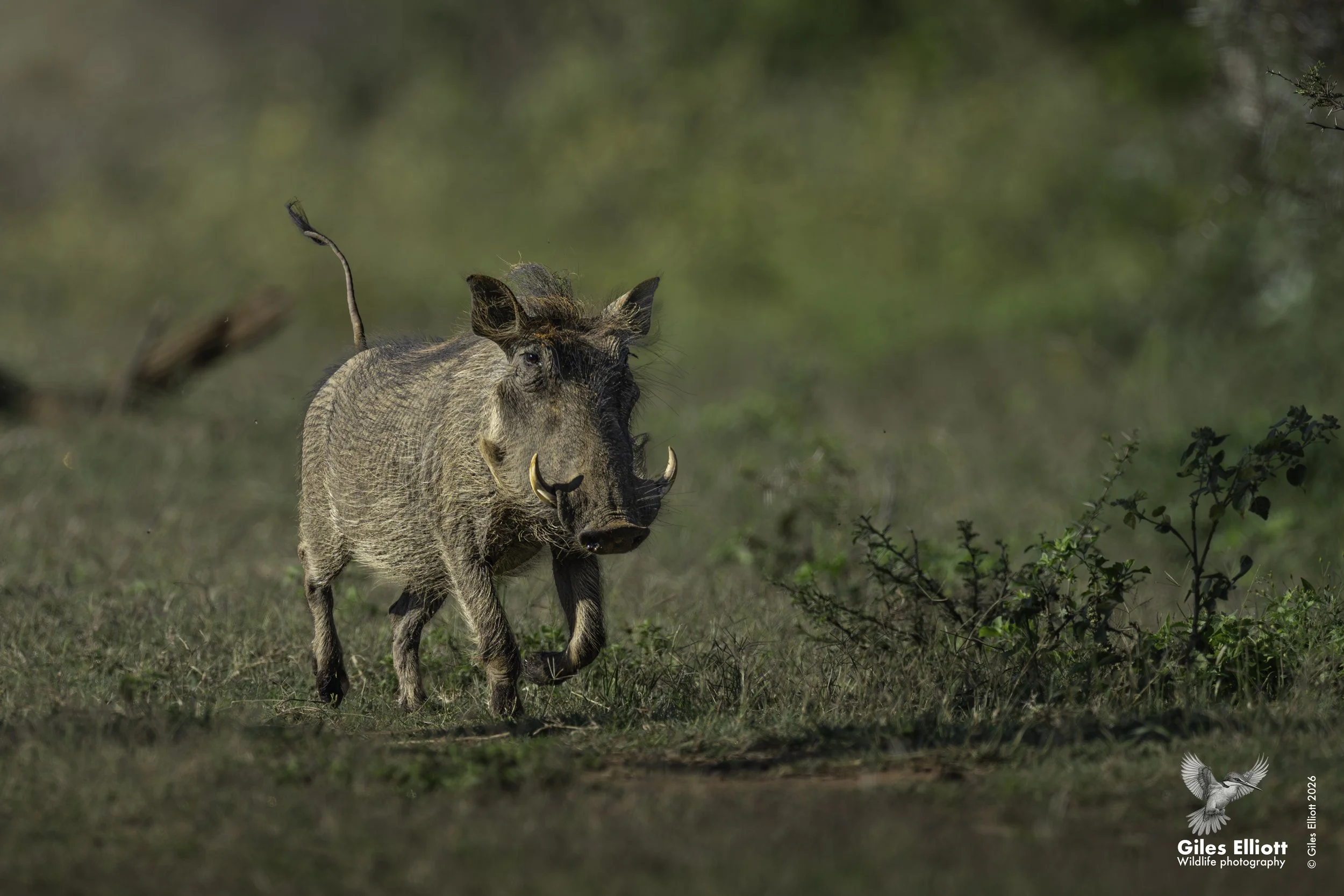 Warthog