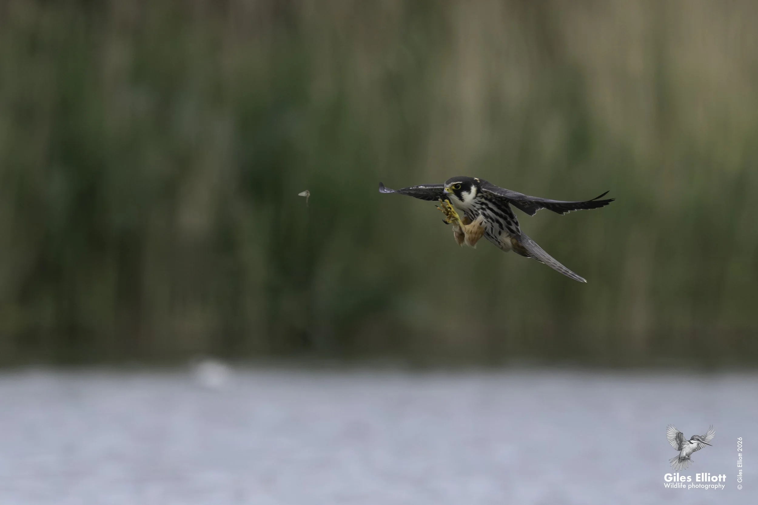 Hobby