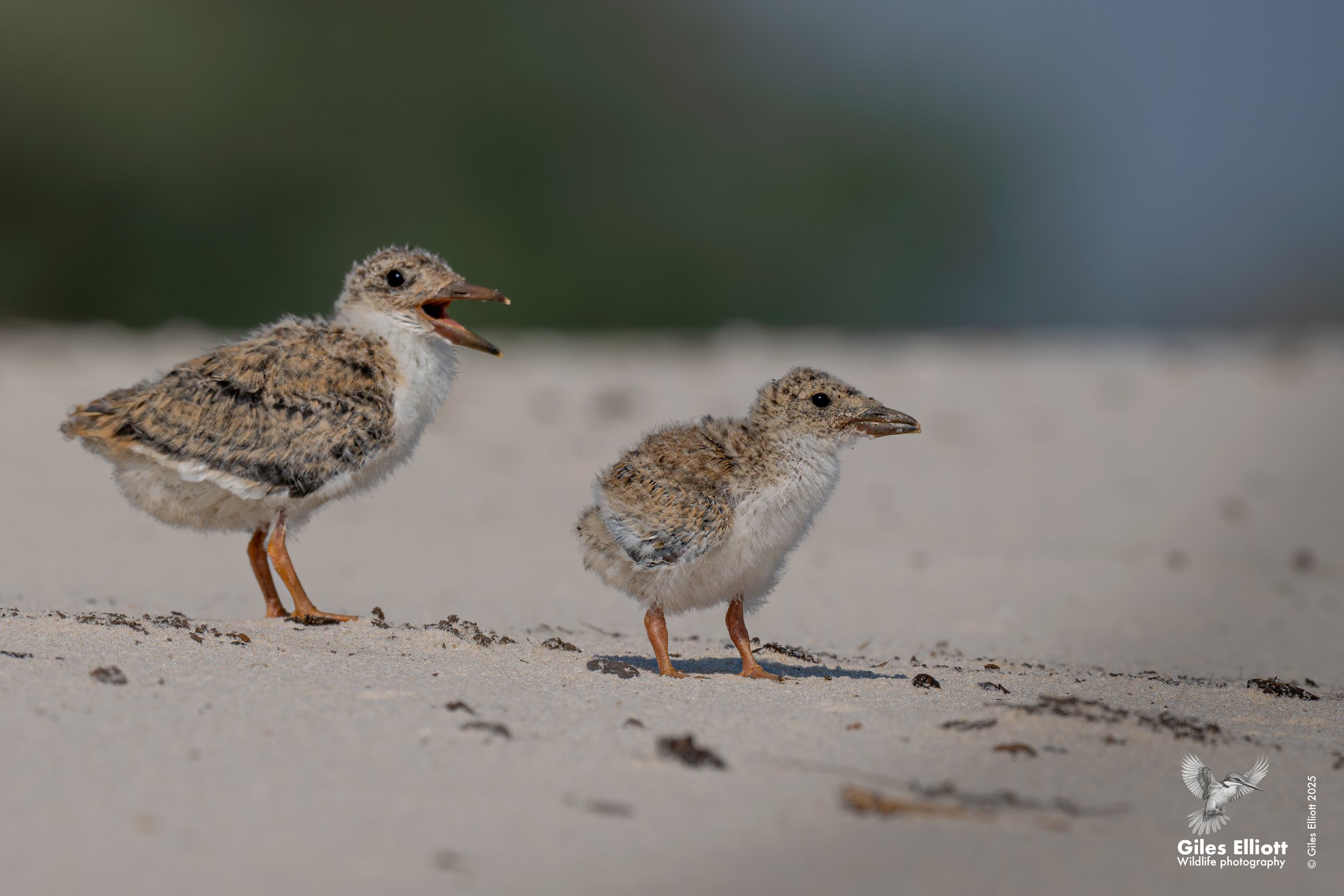 African skimmer