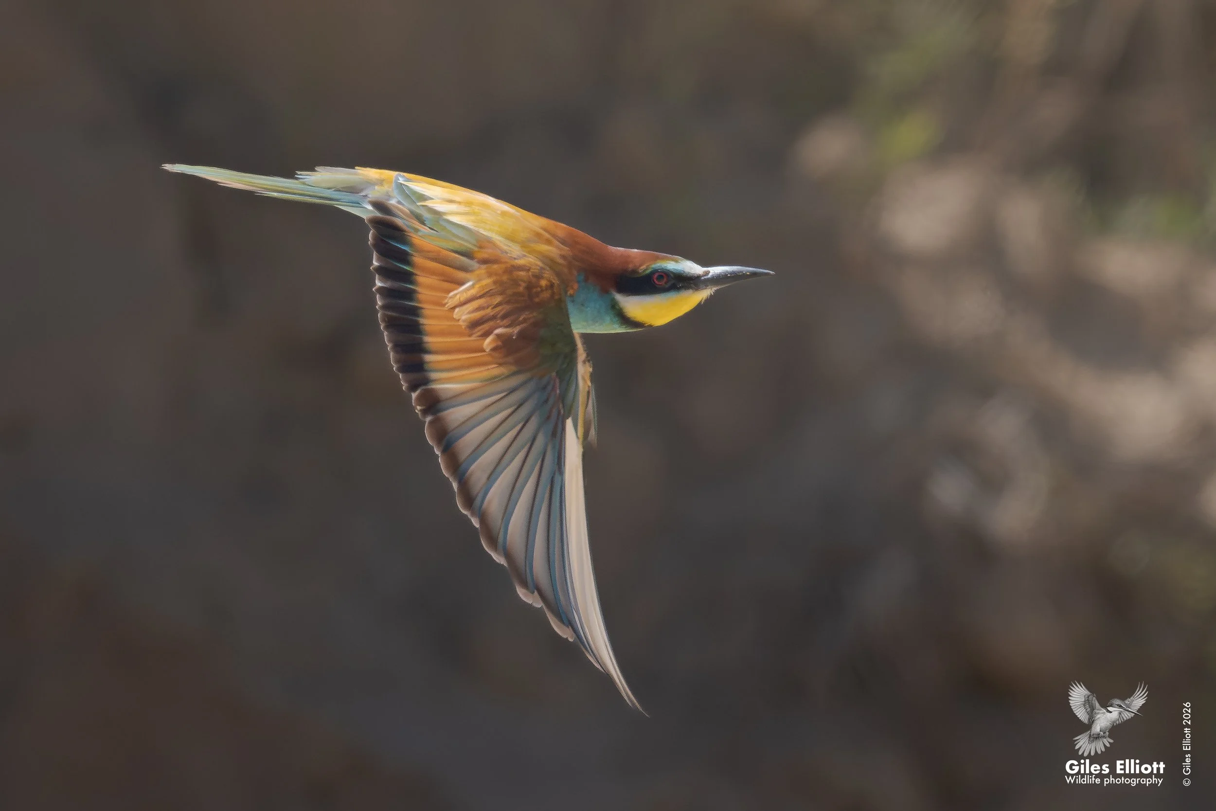 bee eaters 6.jpg