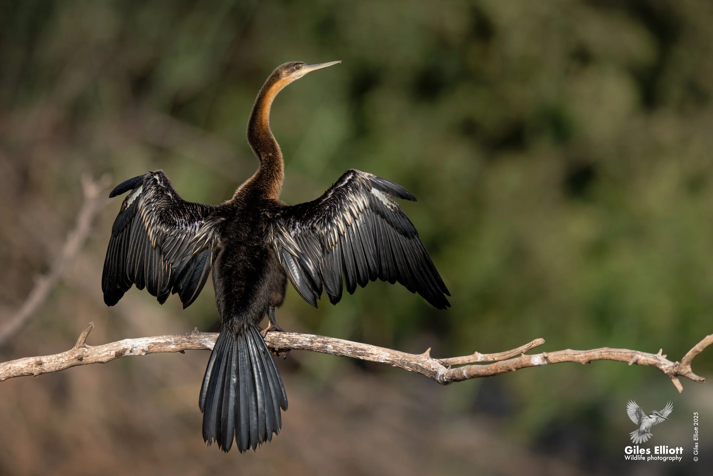 African darter