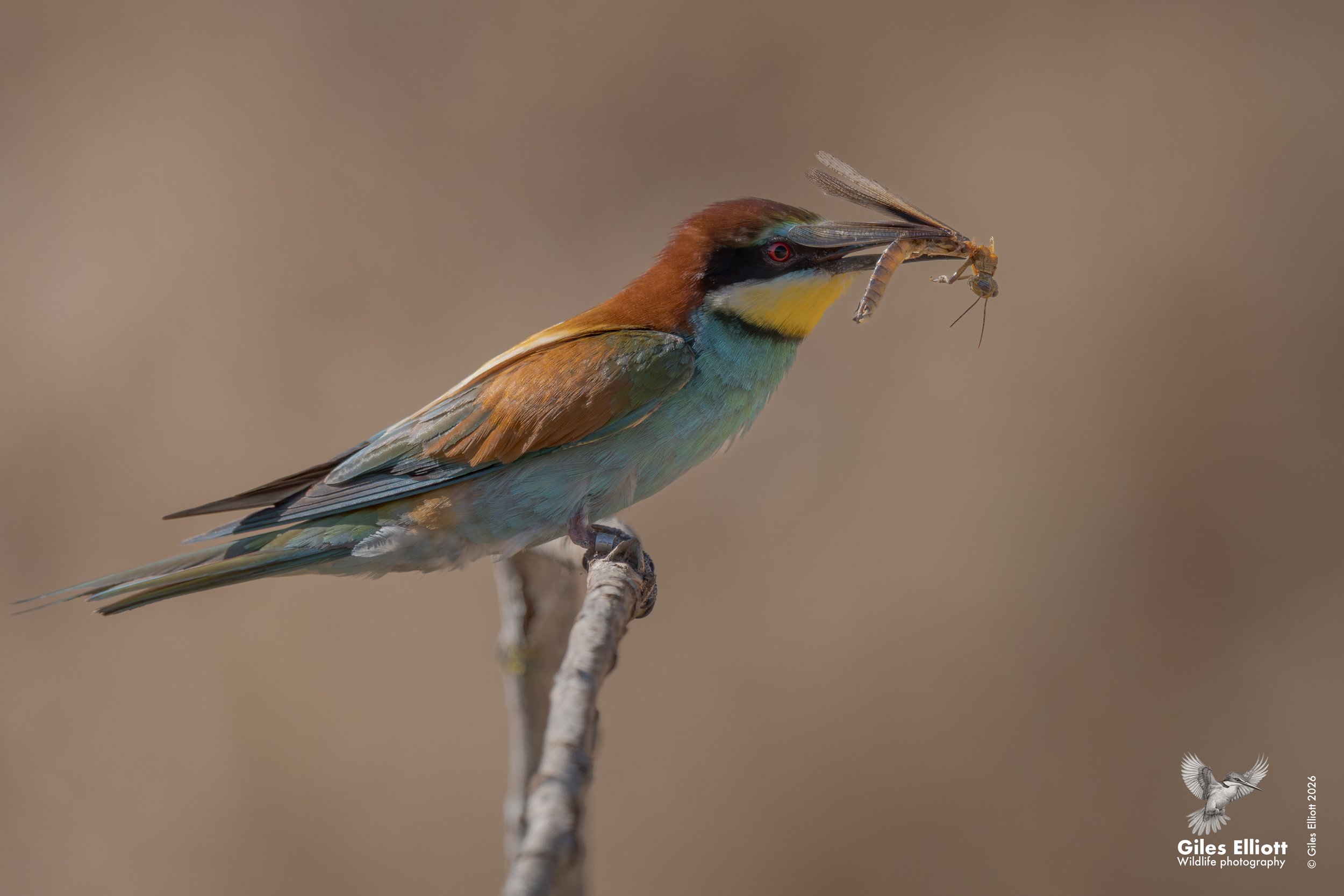 bee eaters 66.jpg