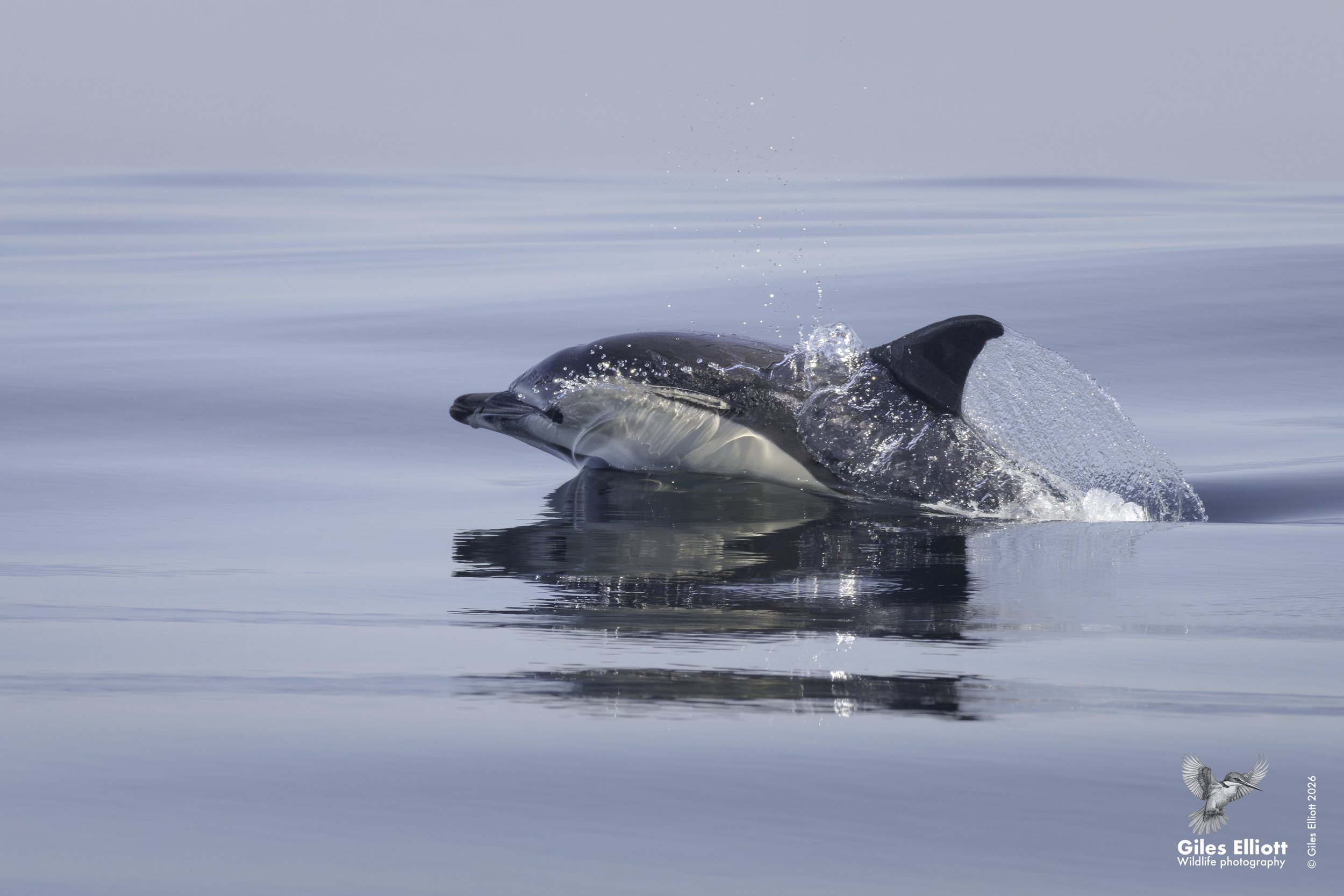 Common dolphin