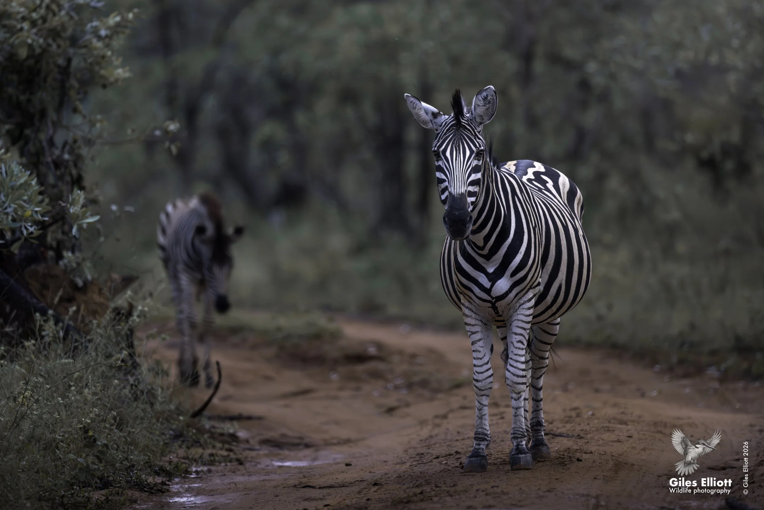 Zebra