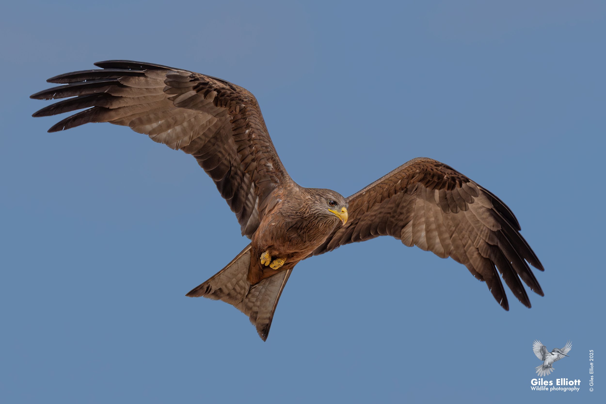 Yellow billed kite
